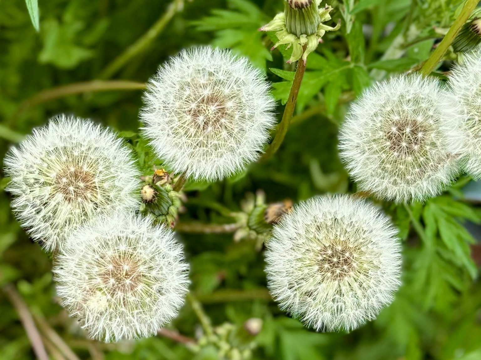 一組圓形的蓬鬆白花
