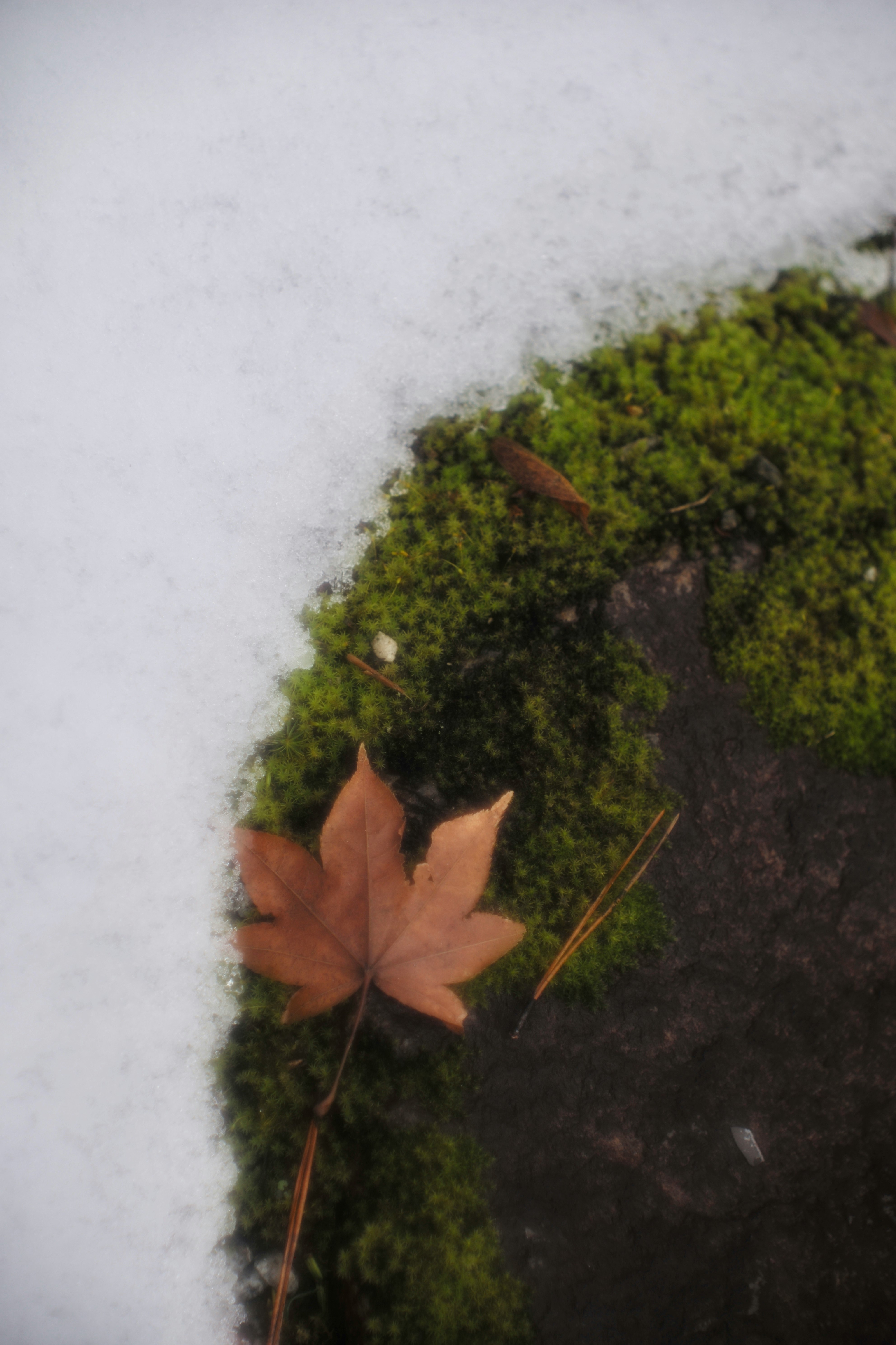kleiner Naturausschnitt: Blätter und Moos auf Schnee