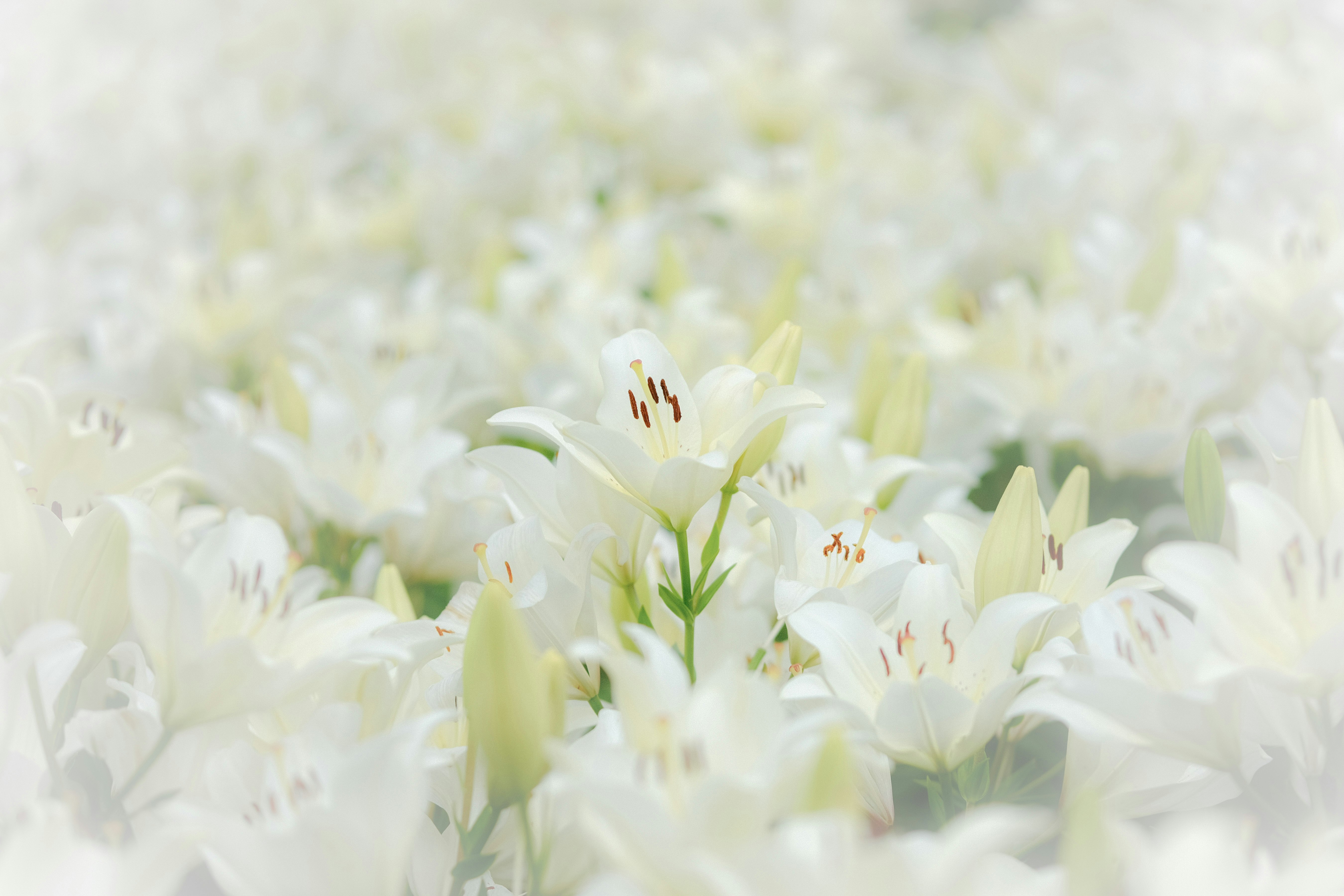 白いユリの花が群生する花畑