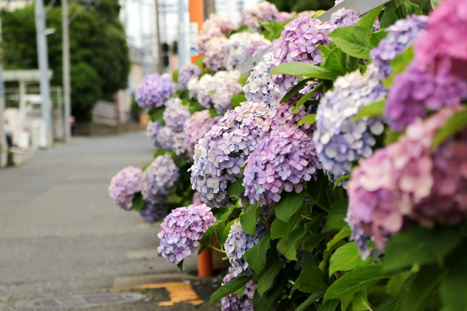 Une rangée de fleurs d'hortensia le long de la route