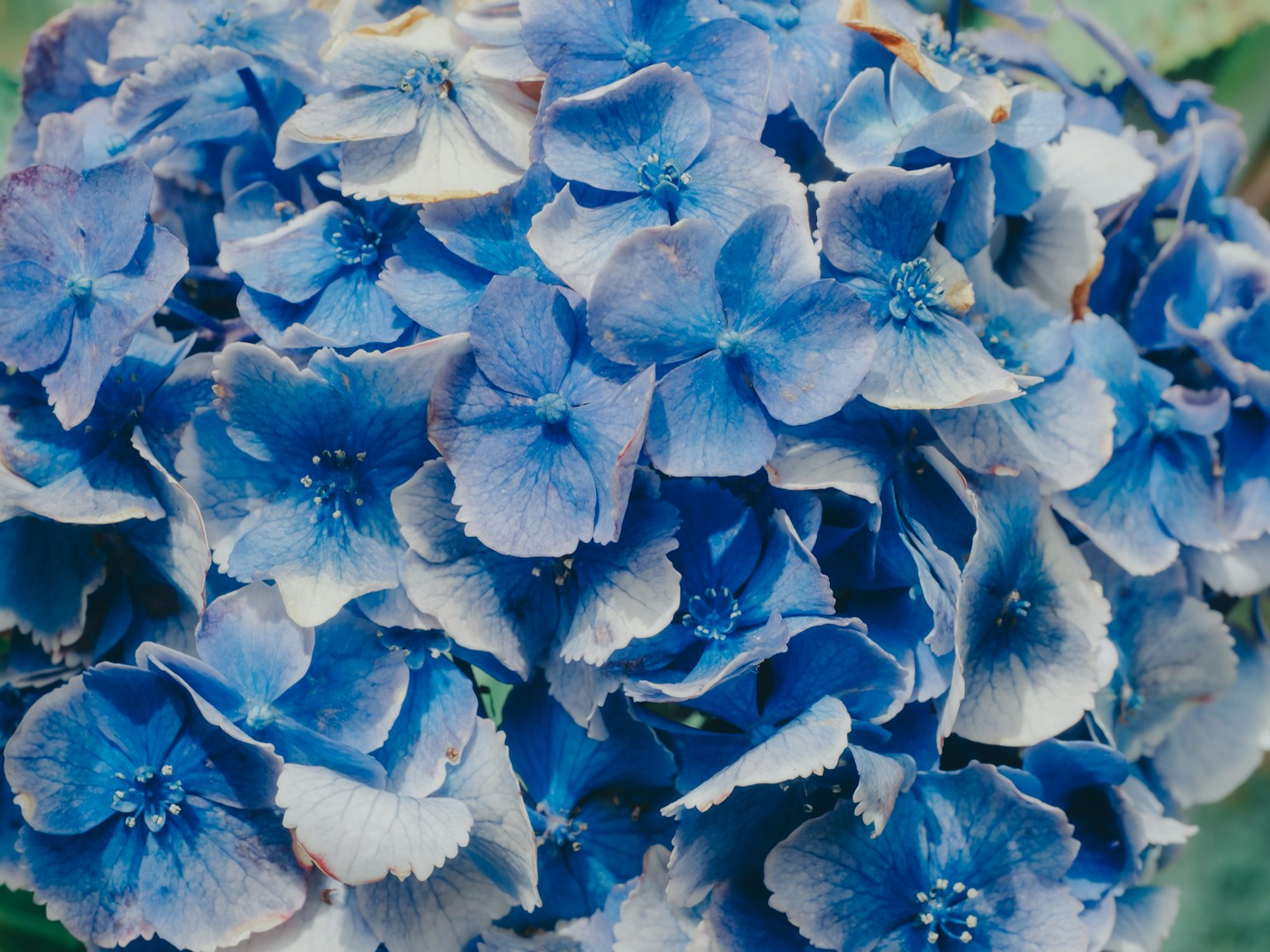 Close-up of blue hydrangea flowers vibrant colors and intricate petal details