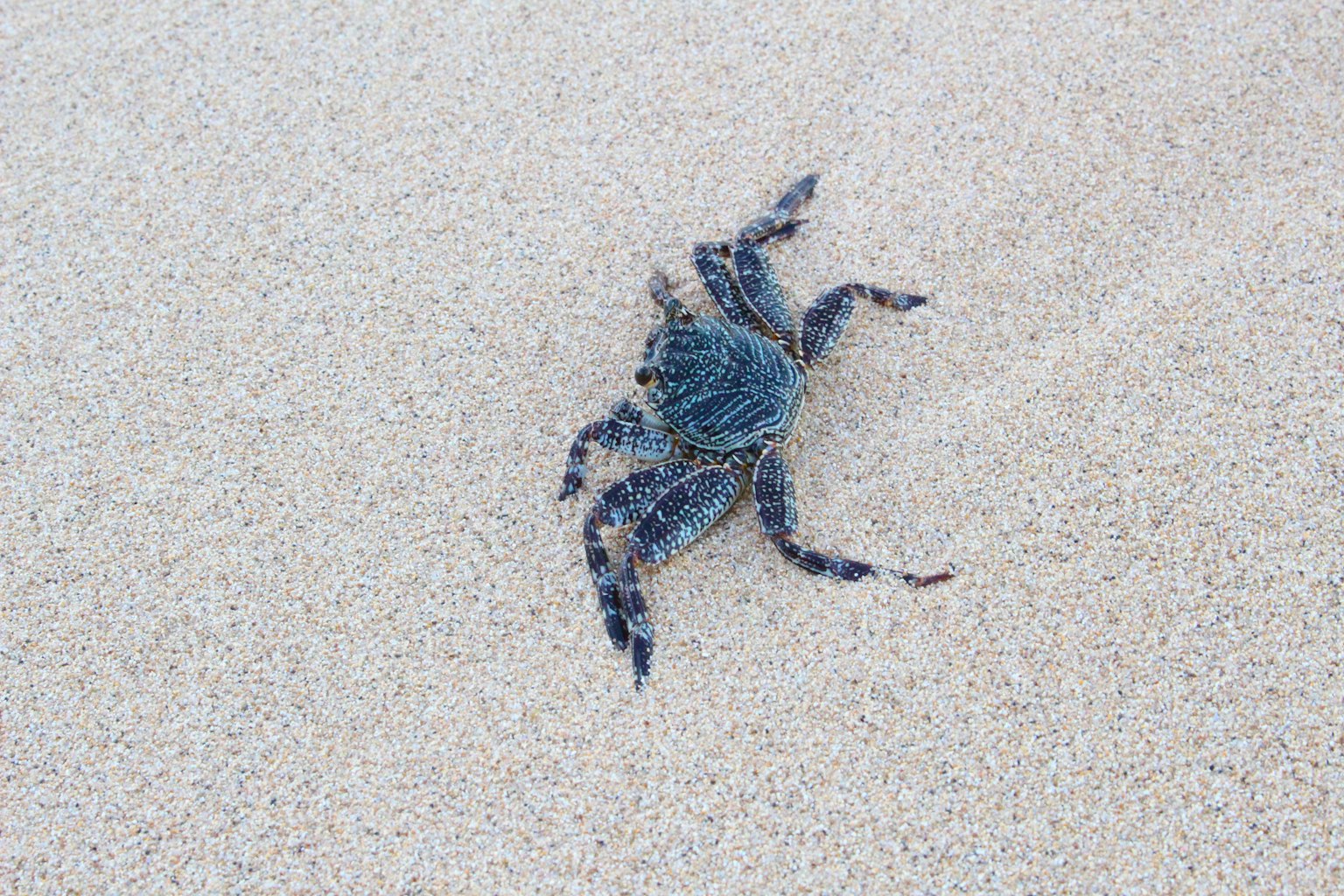 Blauer Krebs, der über den Sandstrand krabbelt
