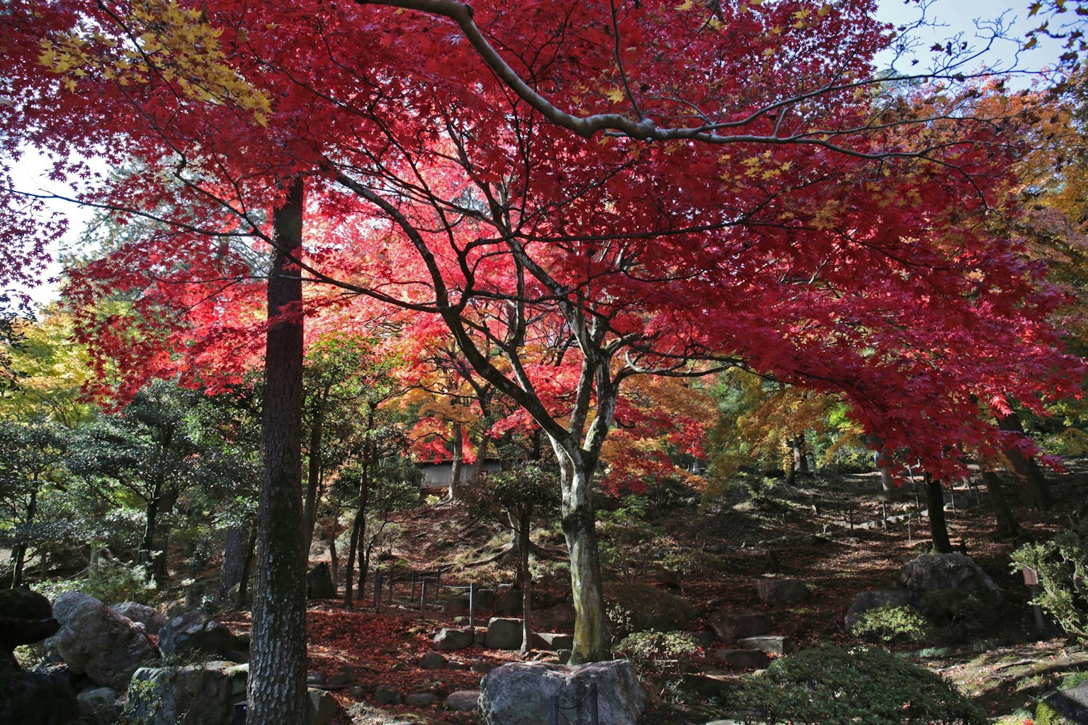 Scenic park view with vibrant red maple trees in autumn