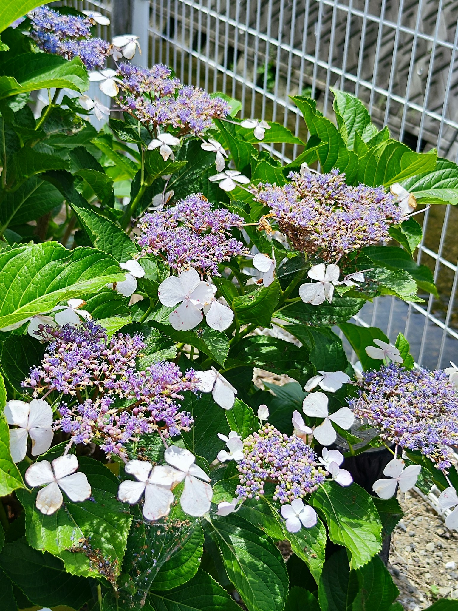 Gruppe von Hortensien mit blau-lila Blüten und weißen Blättern