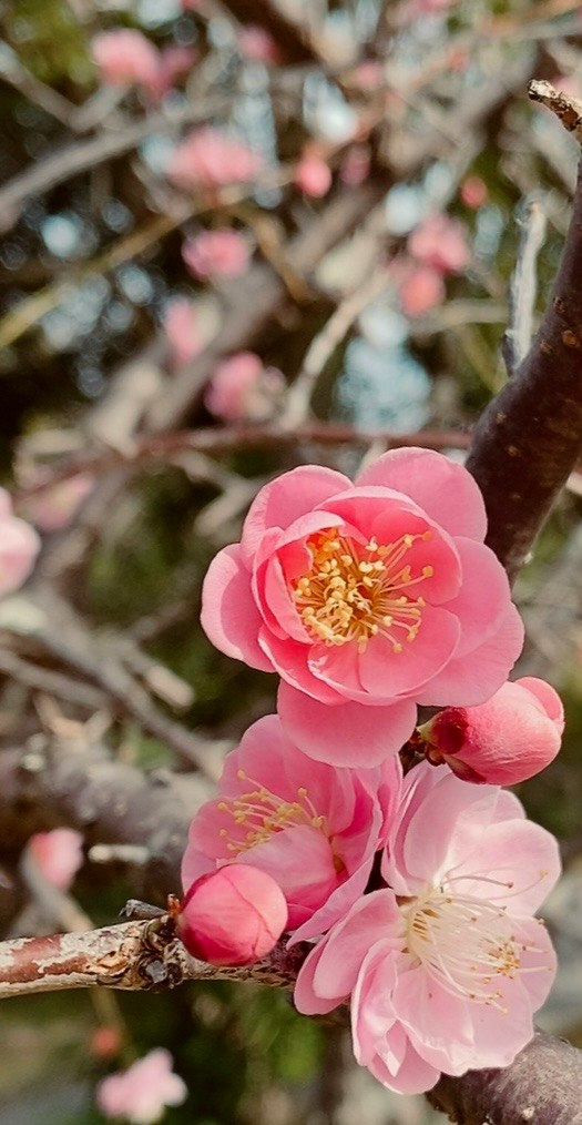 梅の花が咲く枝先のアップ