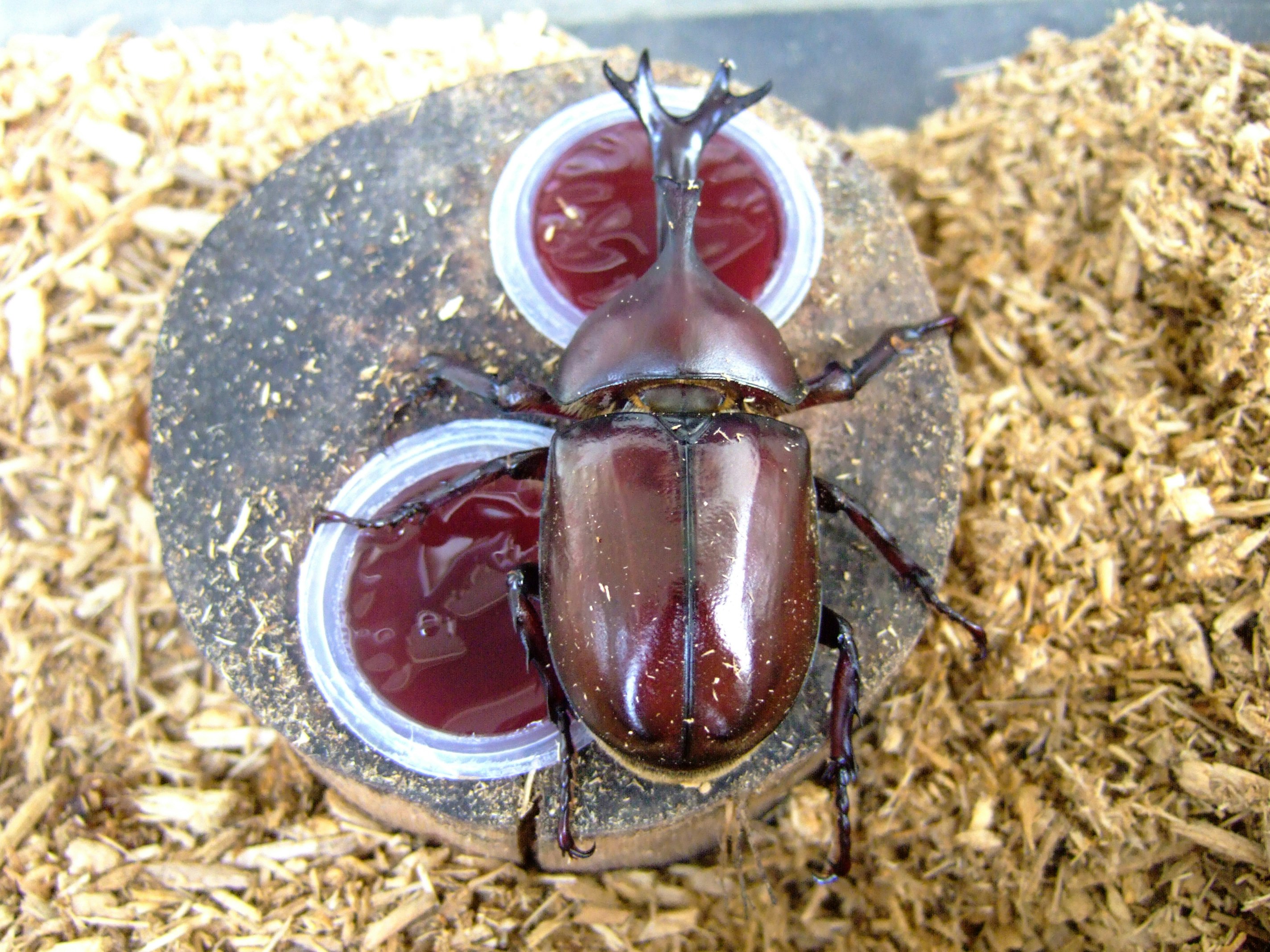 beetle-like insects on hay with red circular specimen labels
