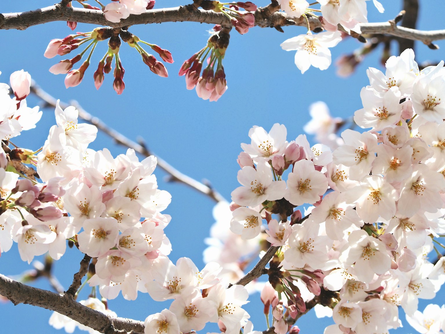 Primo piano di fiori di ciliegio contro un cielo blu