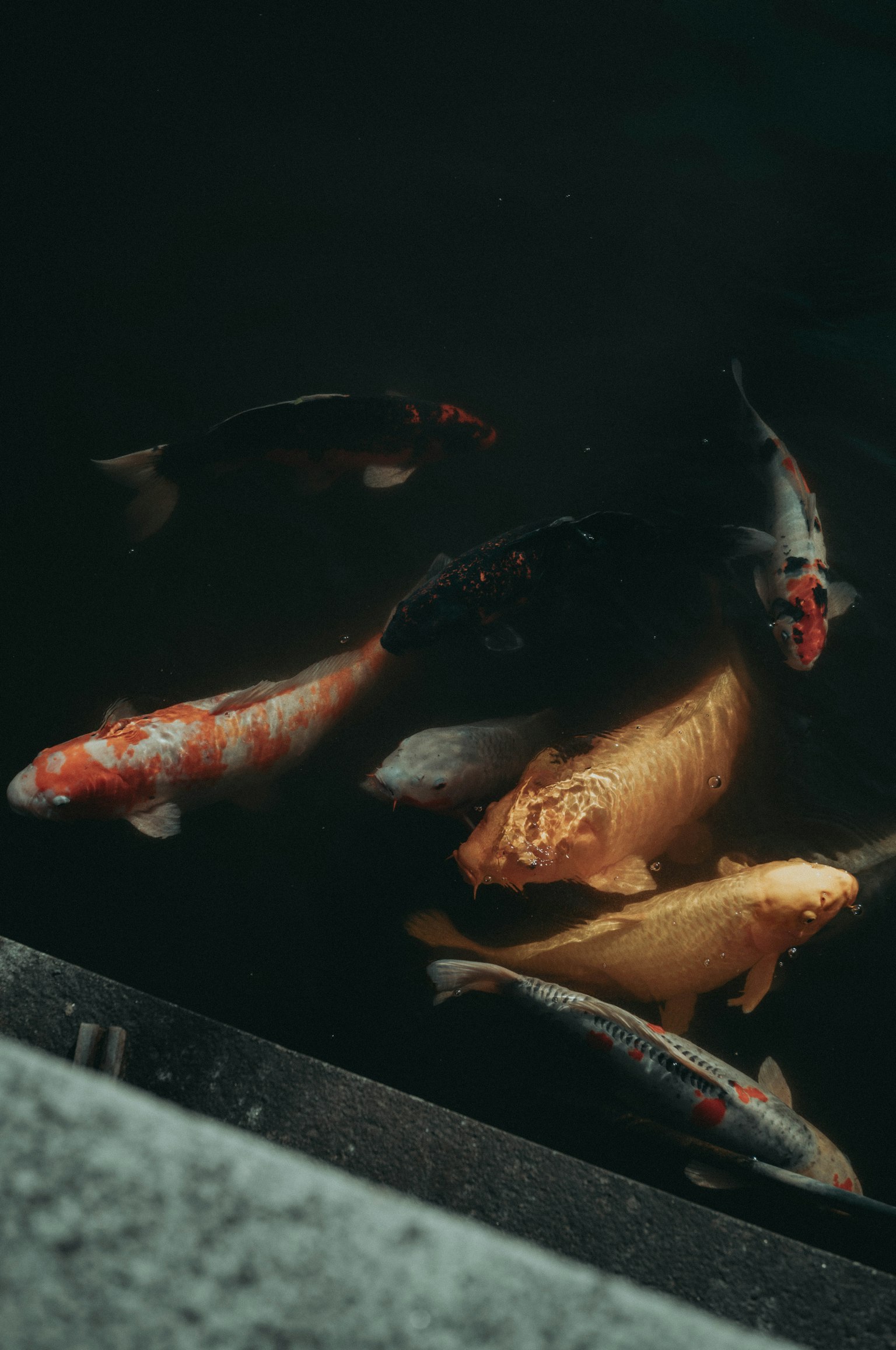 Ikan koi berwarna-warni berenang di air gelap
