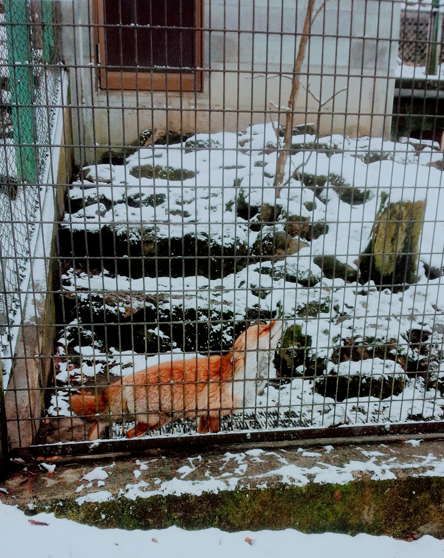 Bild eines orangefarbenen Fuchses, der über schneebedeckten Boden geht