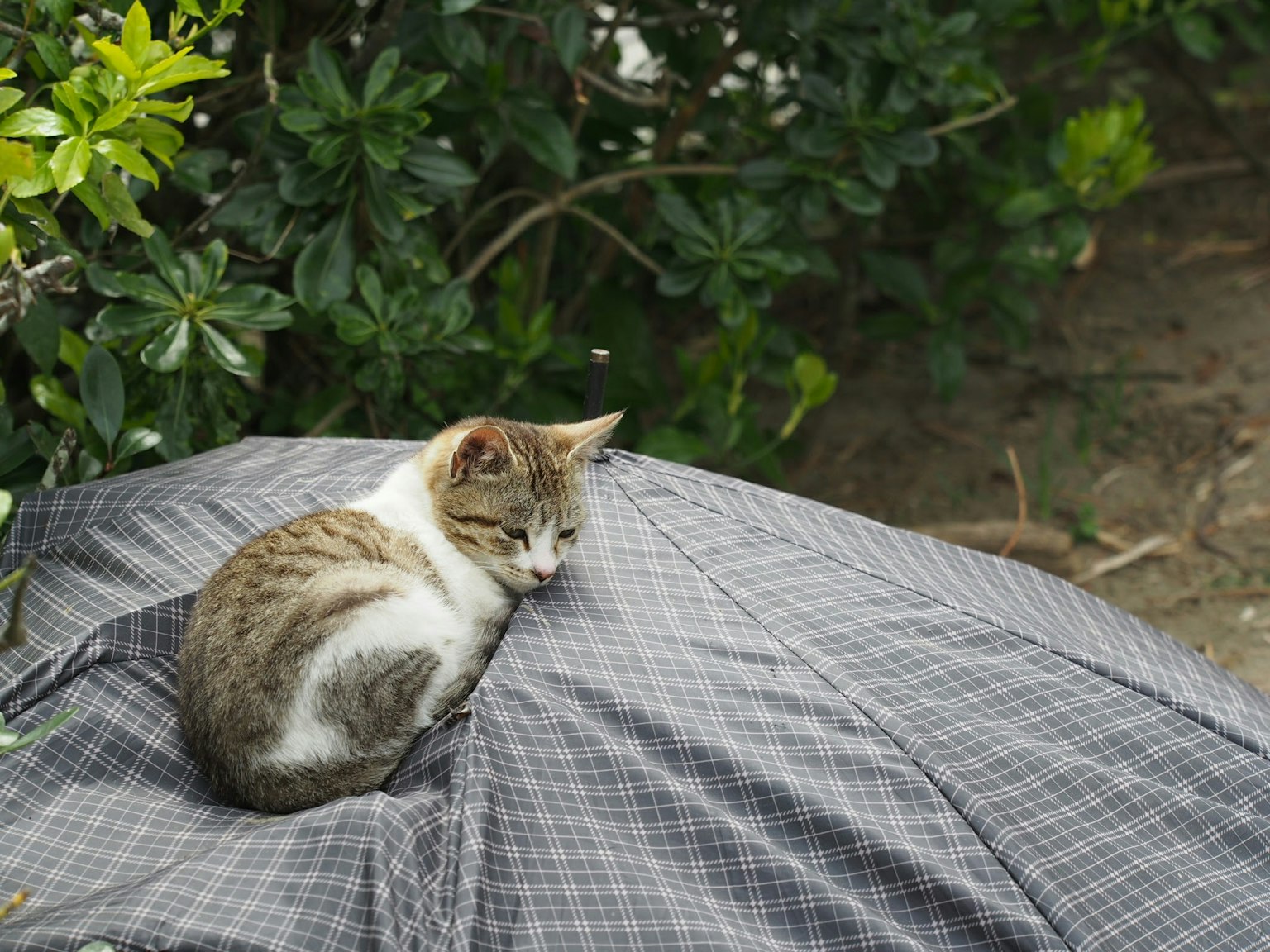 Un chat se reposant sur une couverture à carreaux