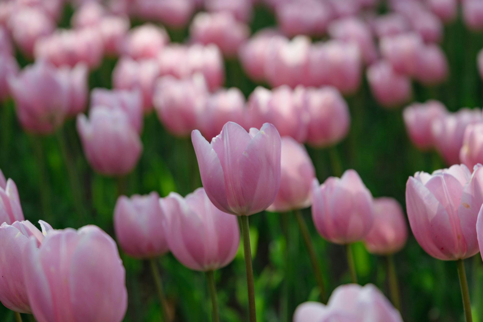 Lapangan tulip merah muda yang mekar di bawah sinar matahari