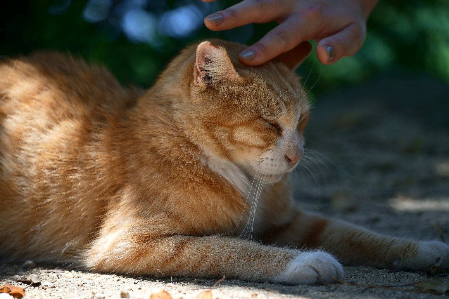 Un gato naranja acariciado por una mano