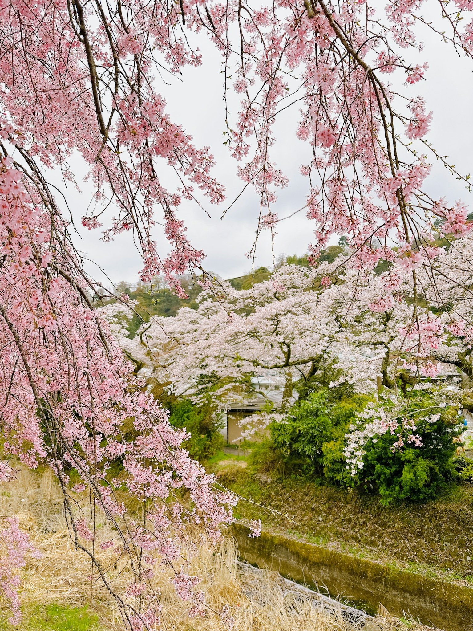 Paisaje con cerezos en flor y un arroyo