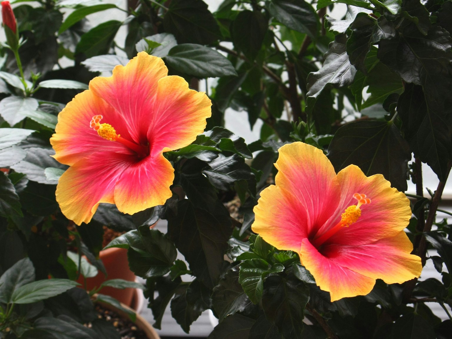Vibrant red and yellow hibiscus flowers blooming among green leaves