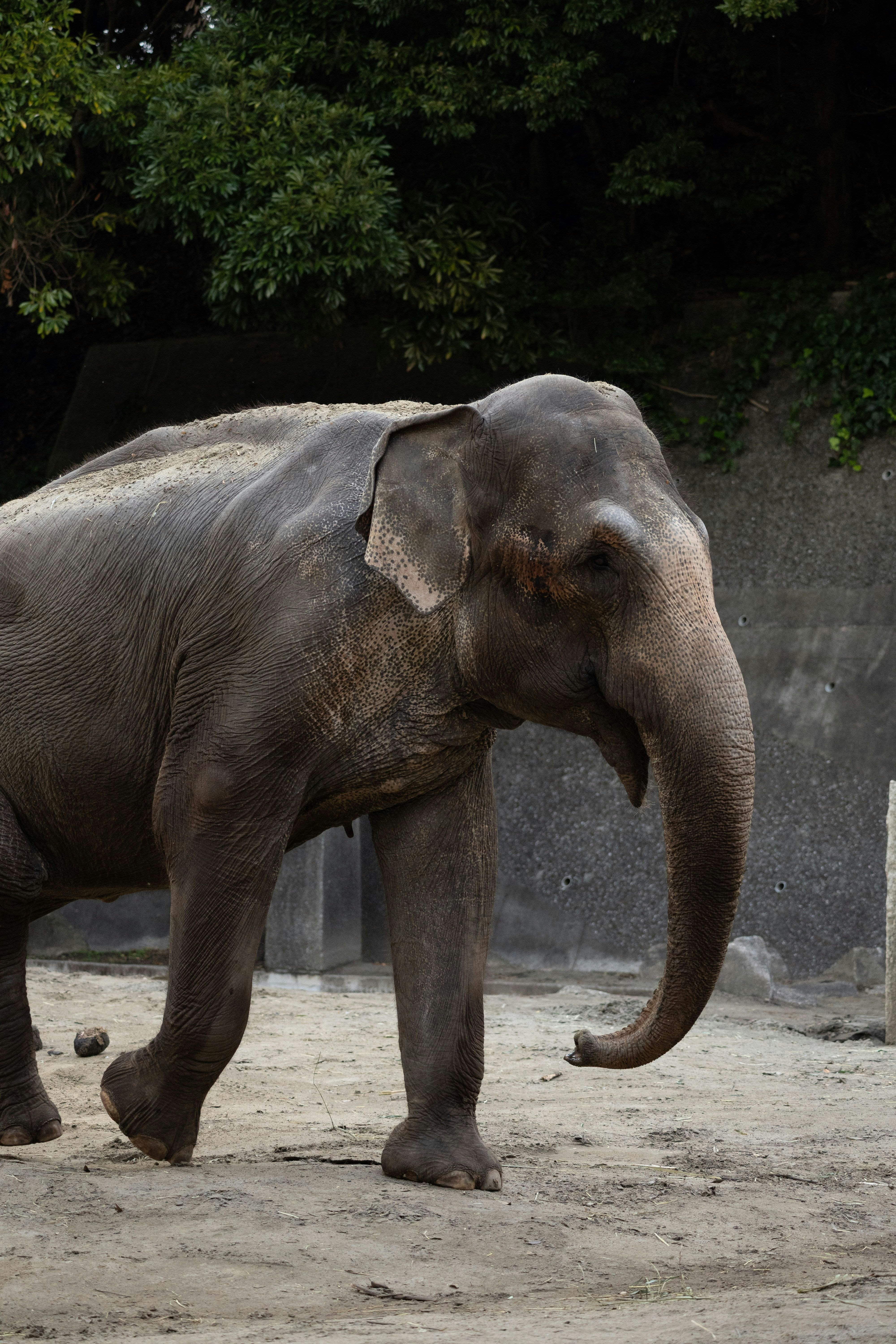 動物園の通路を歩くゾウの親子