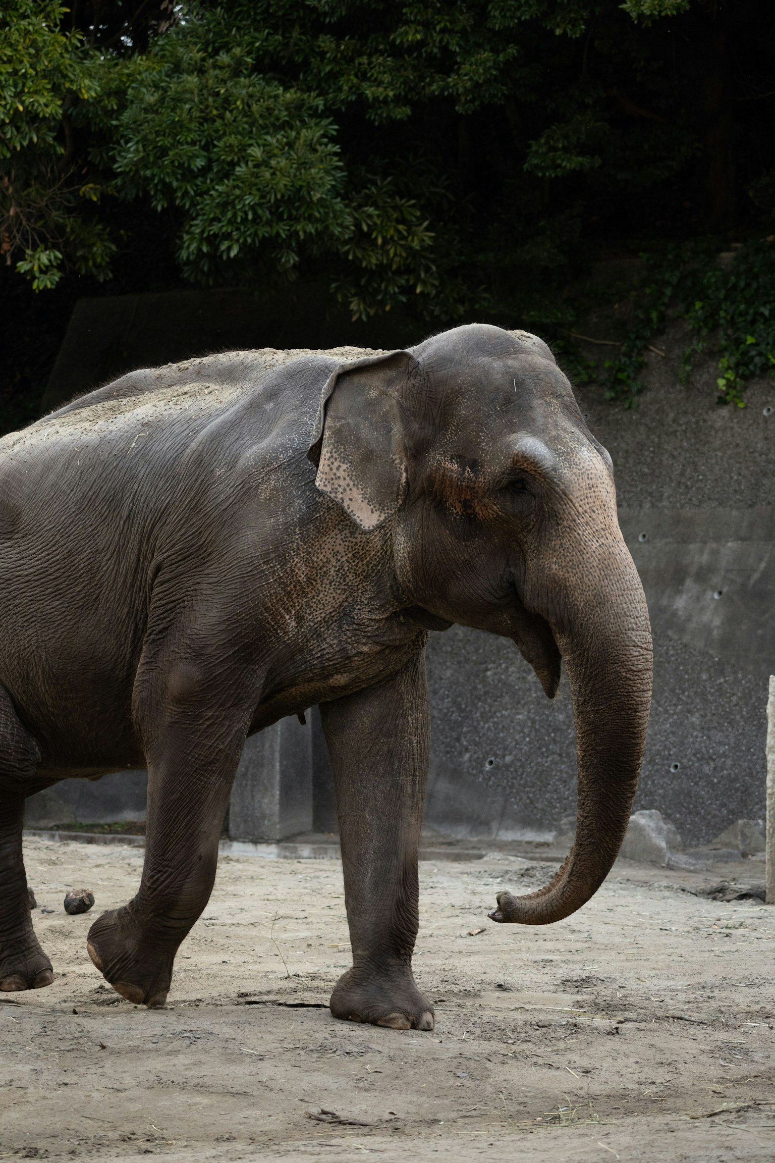 Seekor gajah berjalan di lingkungan kebun binatang