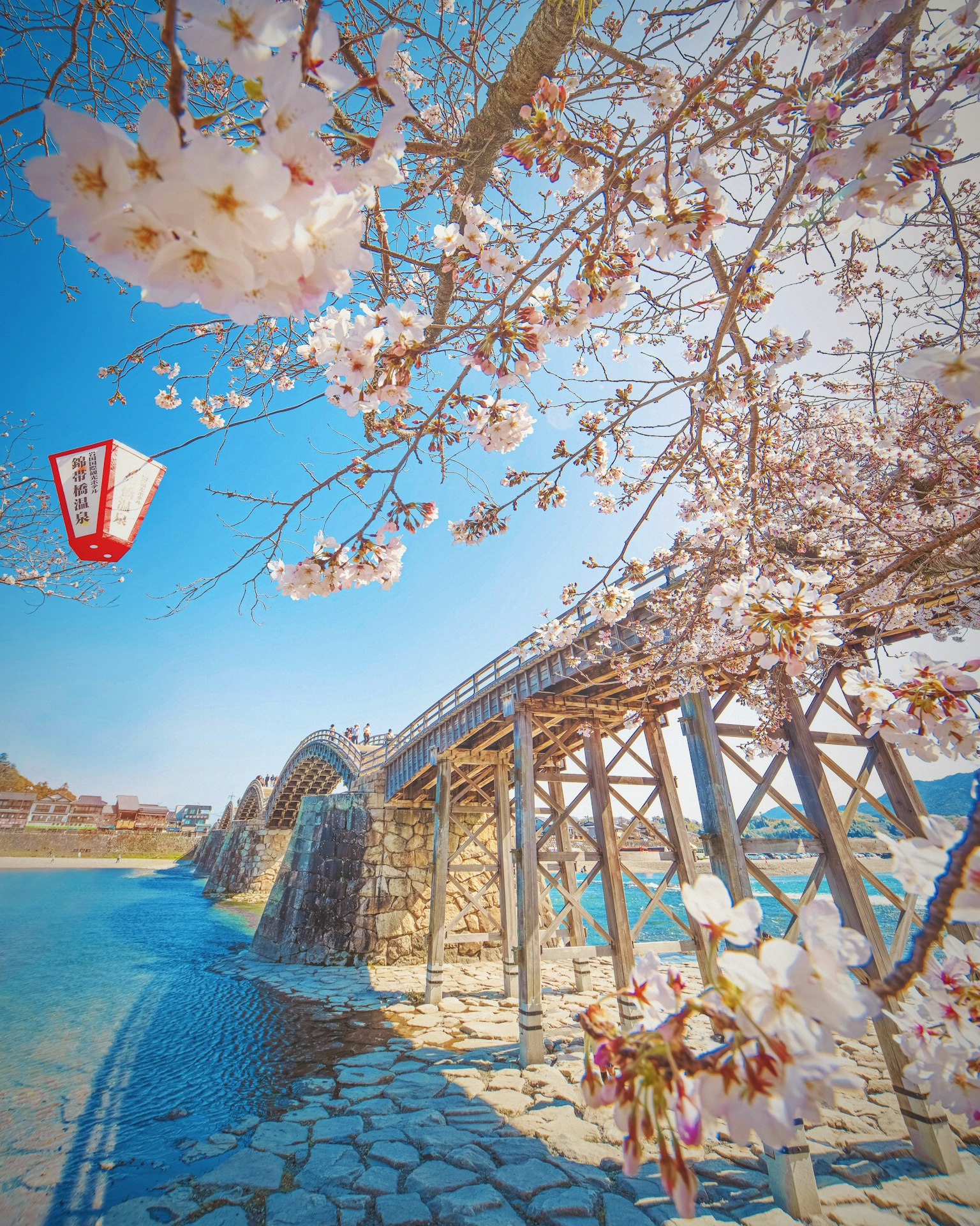 Pemandangan jembatan kayu di bawah bunga sakura