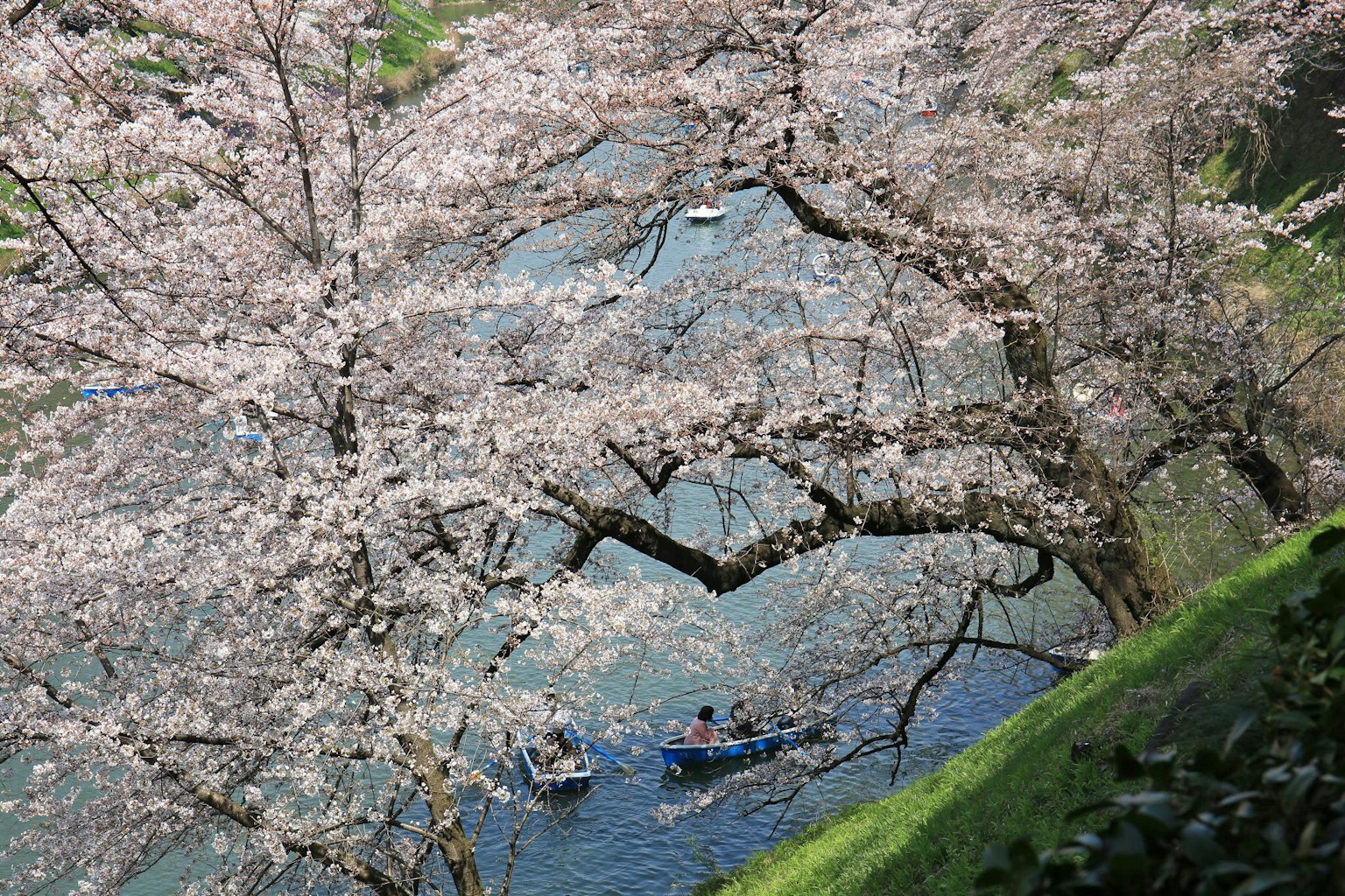 Personas en botes bajo árboles de cerezo junto a un río azul