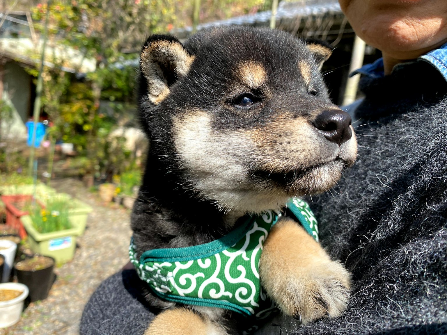 A black Shiba Inu puppy wearing a green bandana