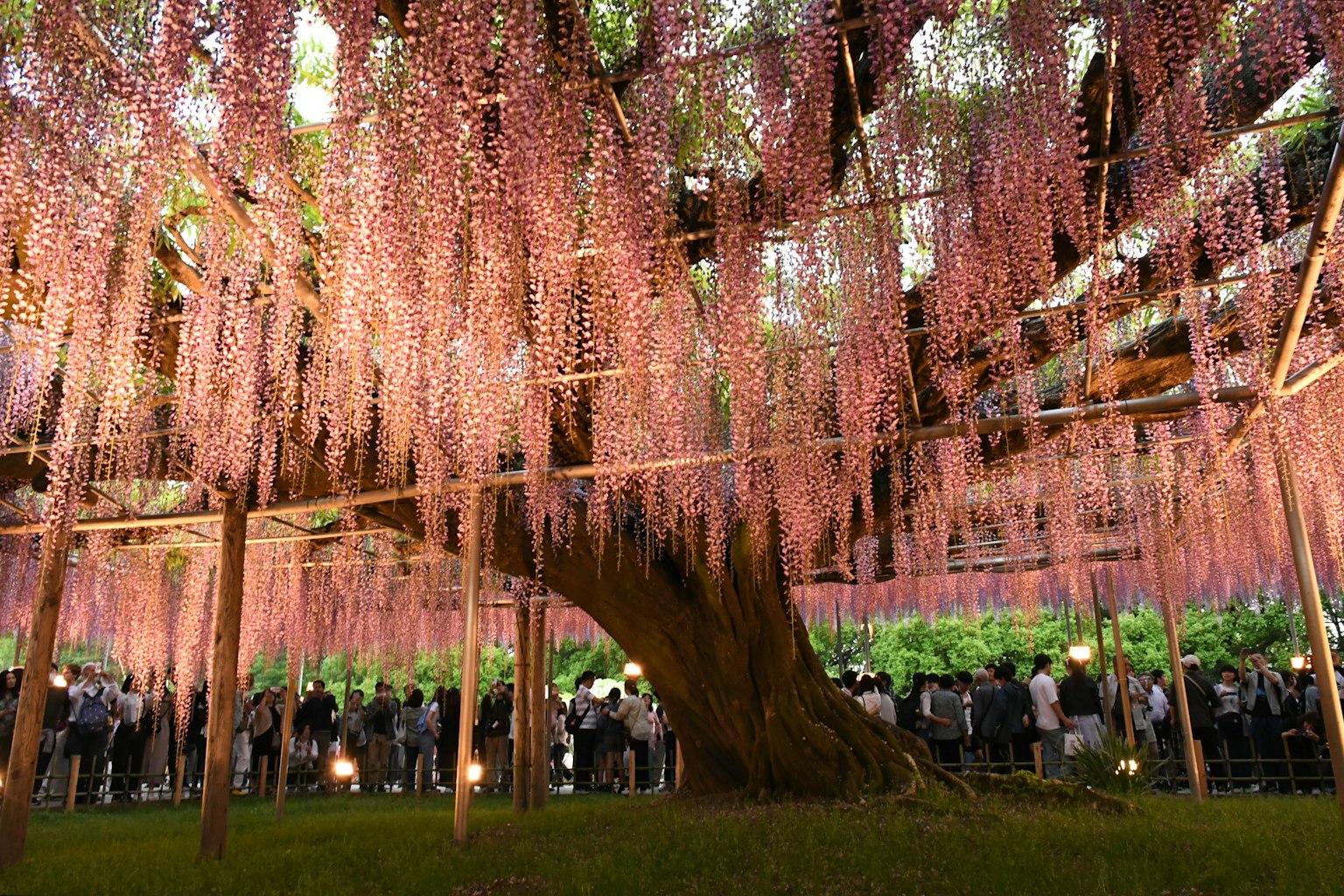 ภาพสวยงามใต้ต้นวิสทีเรียที่มีดอกไม้ระย้าและผู้คนมารวมกัน