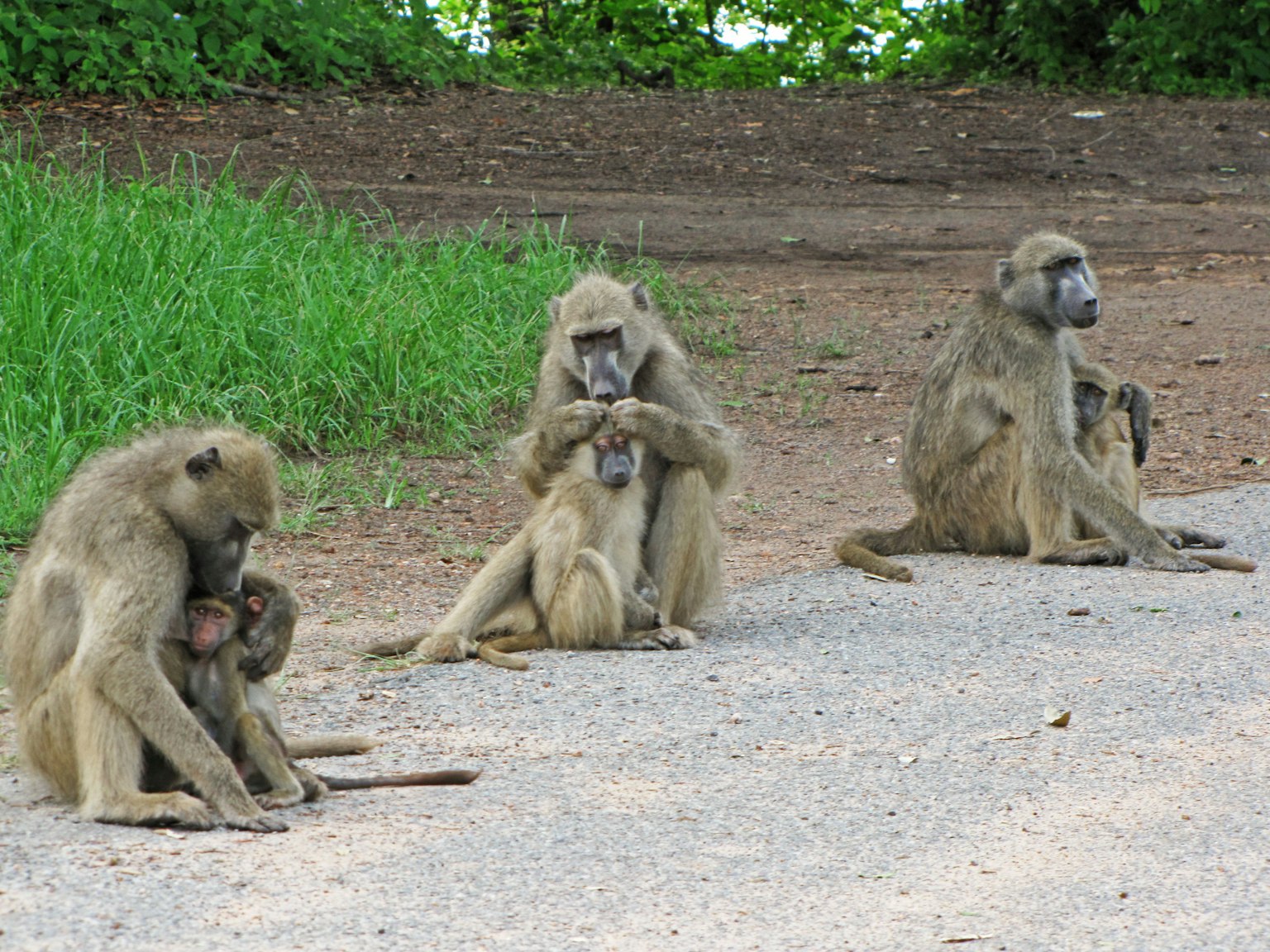 Un grupo de babuinos sentados al borde de la carretera con hierba verde al fondo