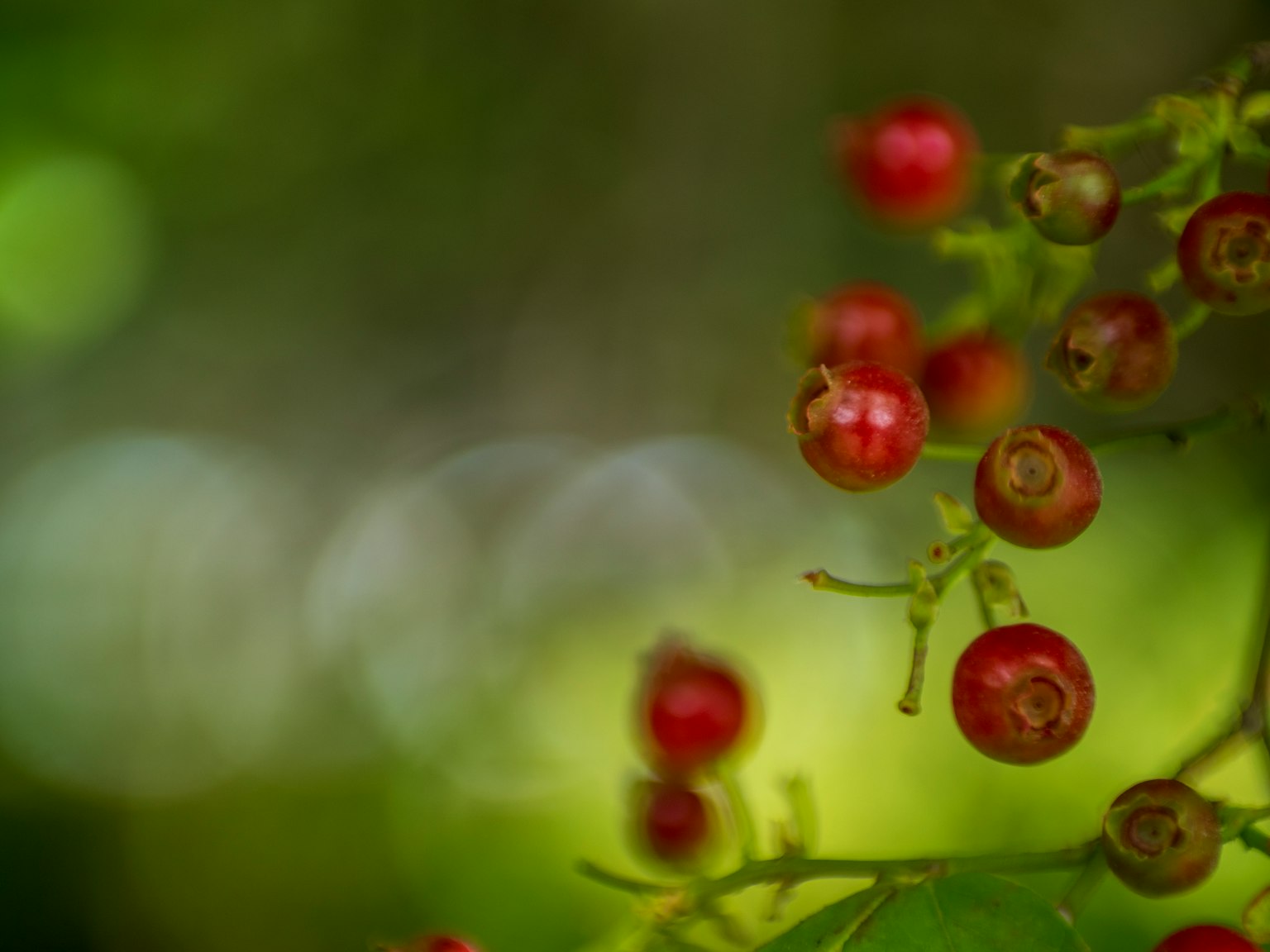 Gros plan sur des baies rouges sur un fond vert flou