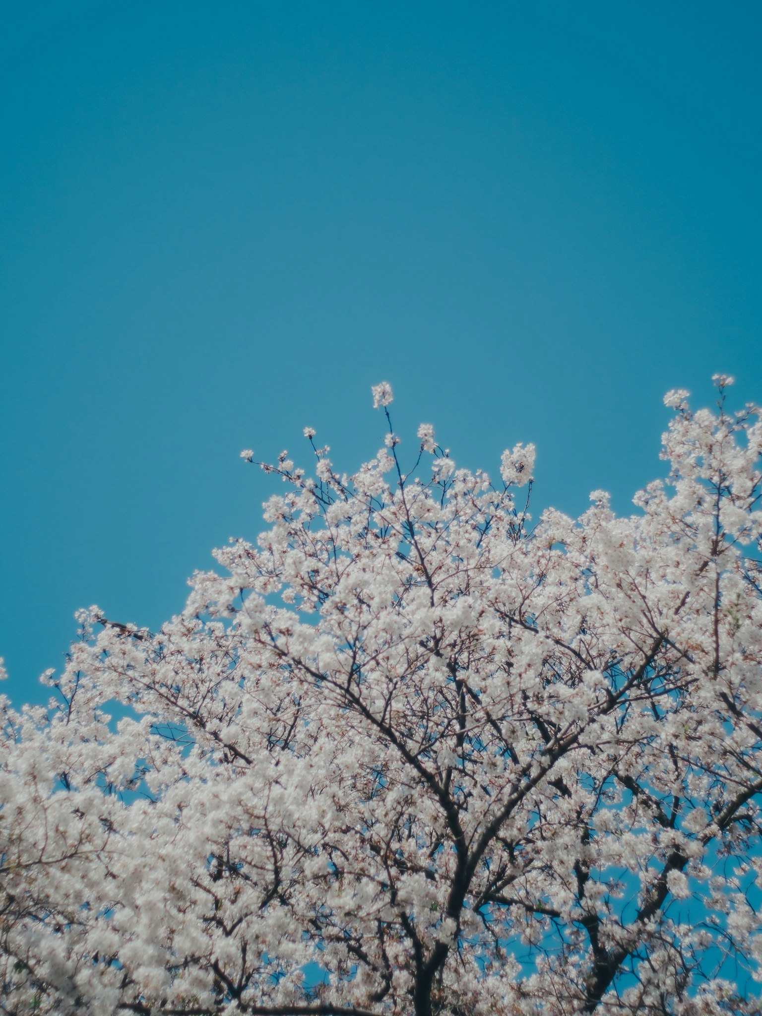 Arbre de cerisier en pleine floraison sous un ciel bleu clair