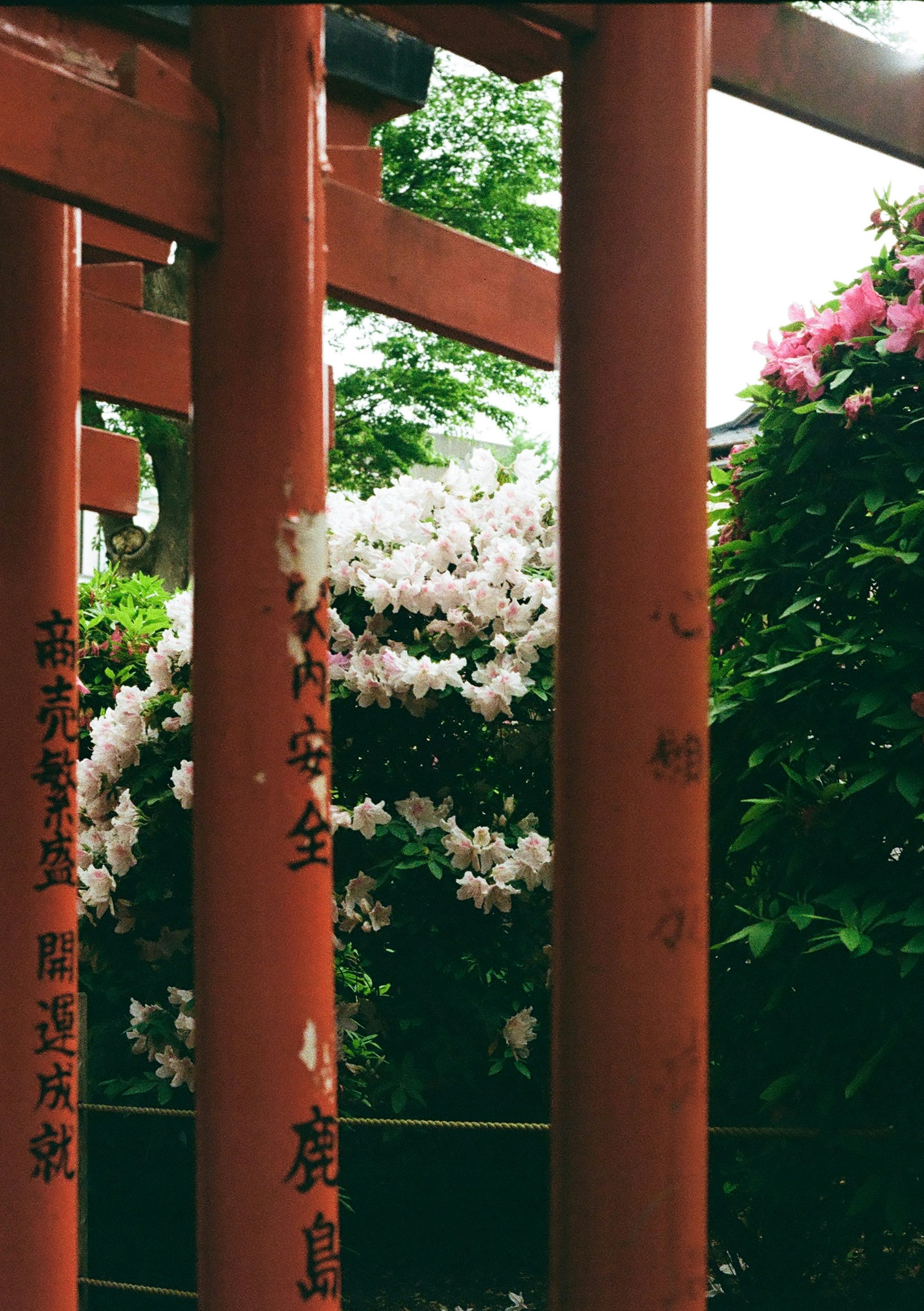 朱色の鳥居と白い花が咲く神社の参道