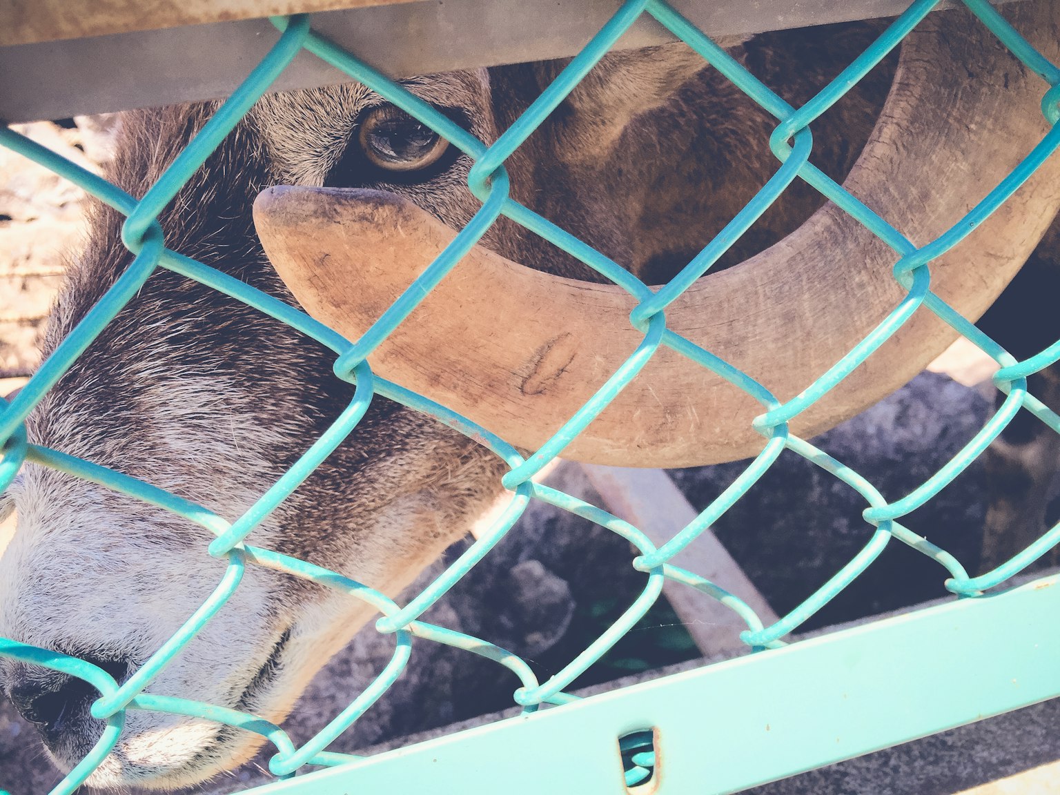 Primer plano de la cara de un animal con grandes cuernos visto a través de una valla
