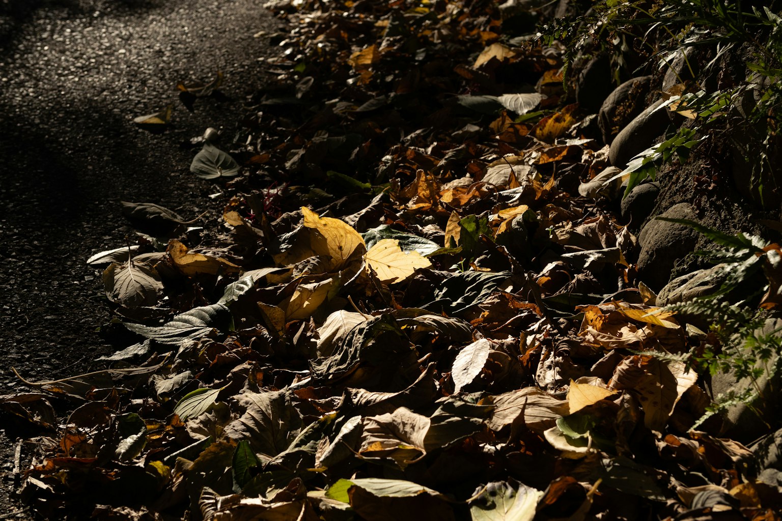 Una scena di foglie secche colorate sparse sul terreno accanto a un sentiero