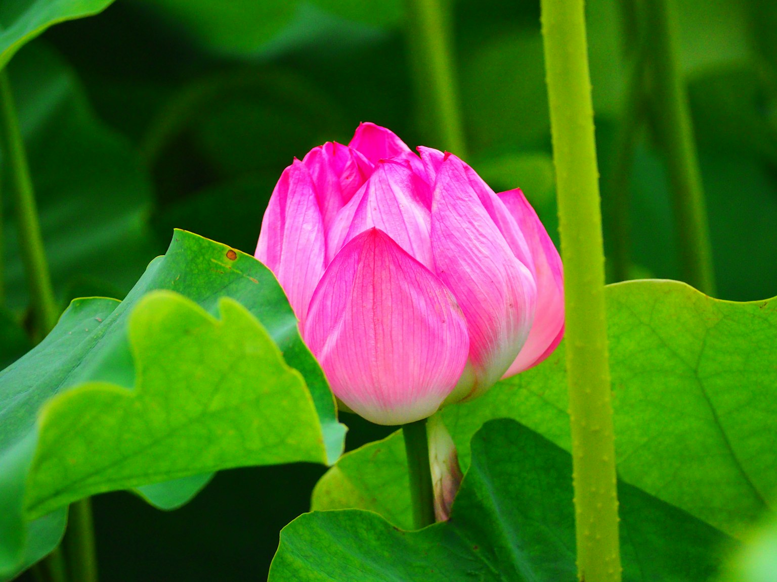 Flor de loto rosa rodeada de hojas verdes