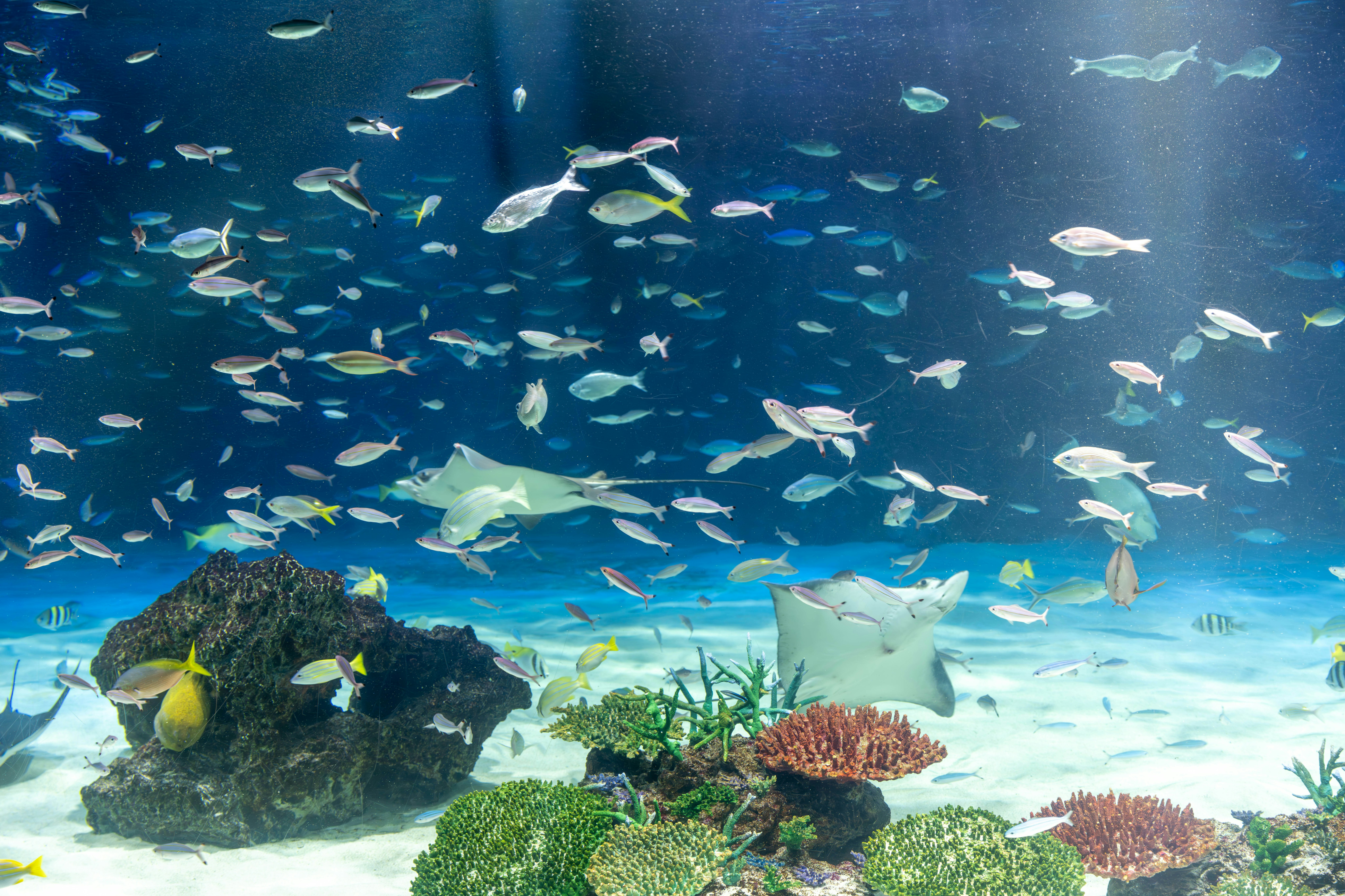 水族箱里游动的鱼与珊瑚状岩石景观