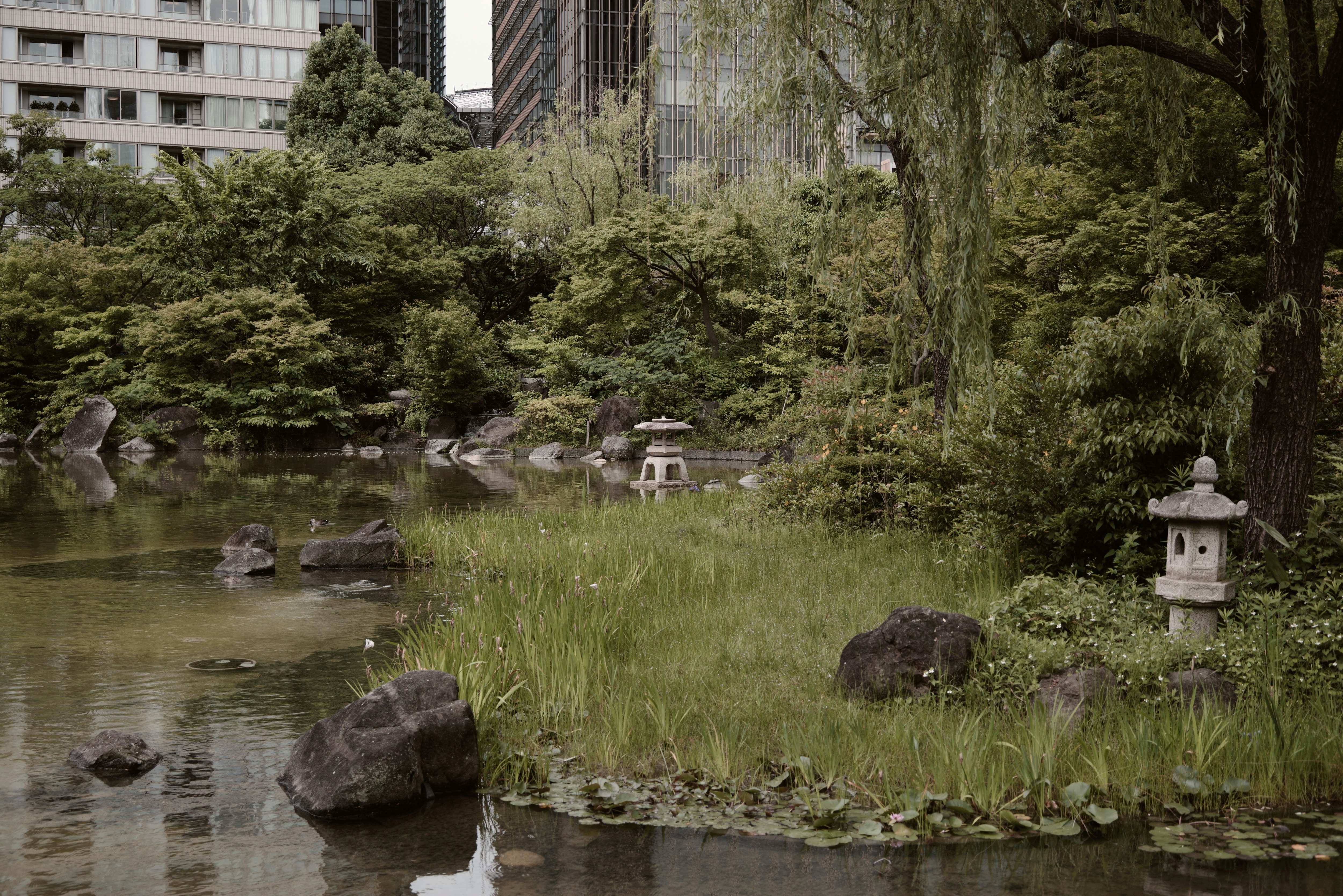公園の池とカルガモがいる水辺の景色