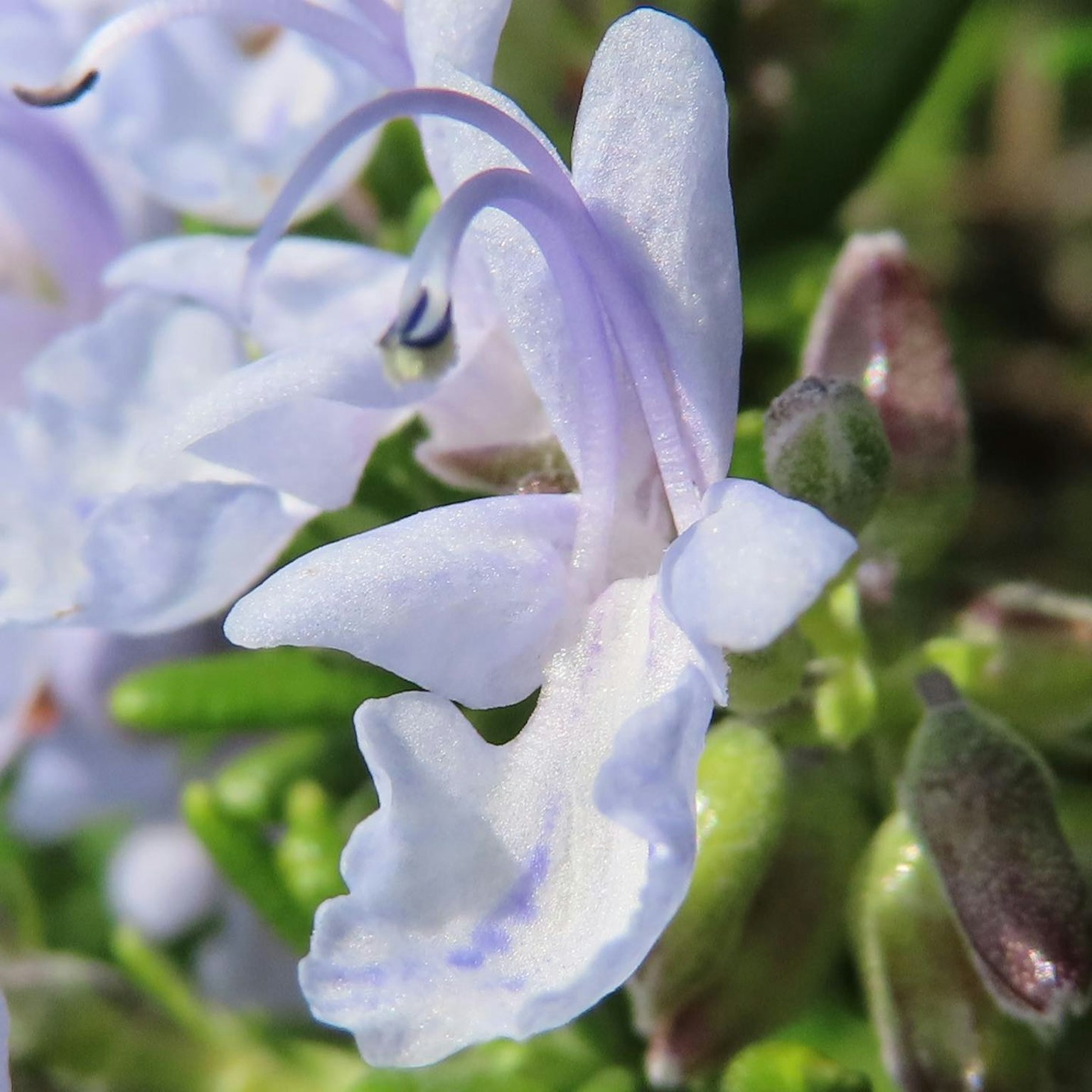 Gros plan d'une délicate fleur violette claire entourée de feuilles vertes
