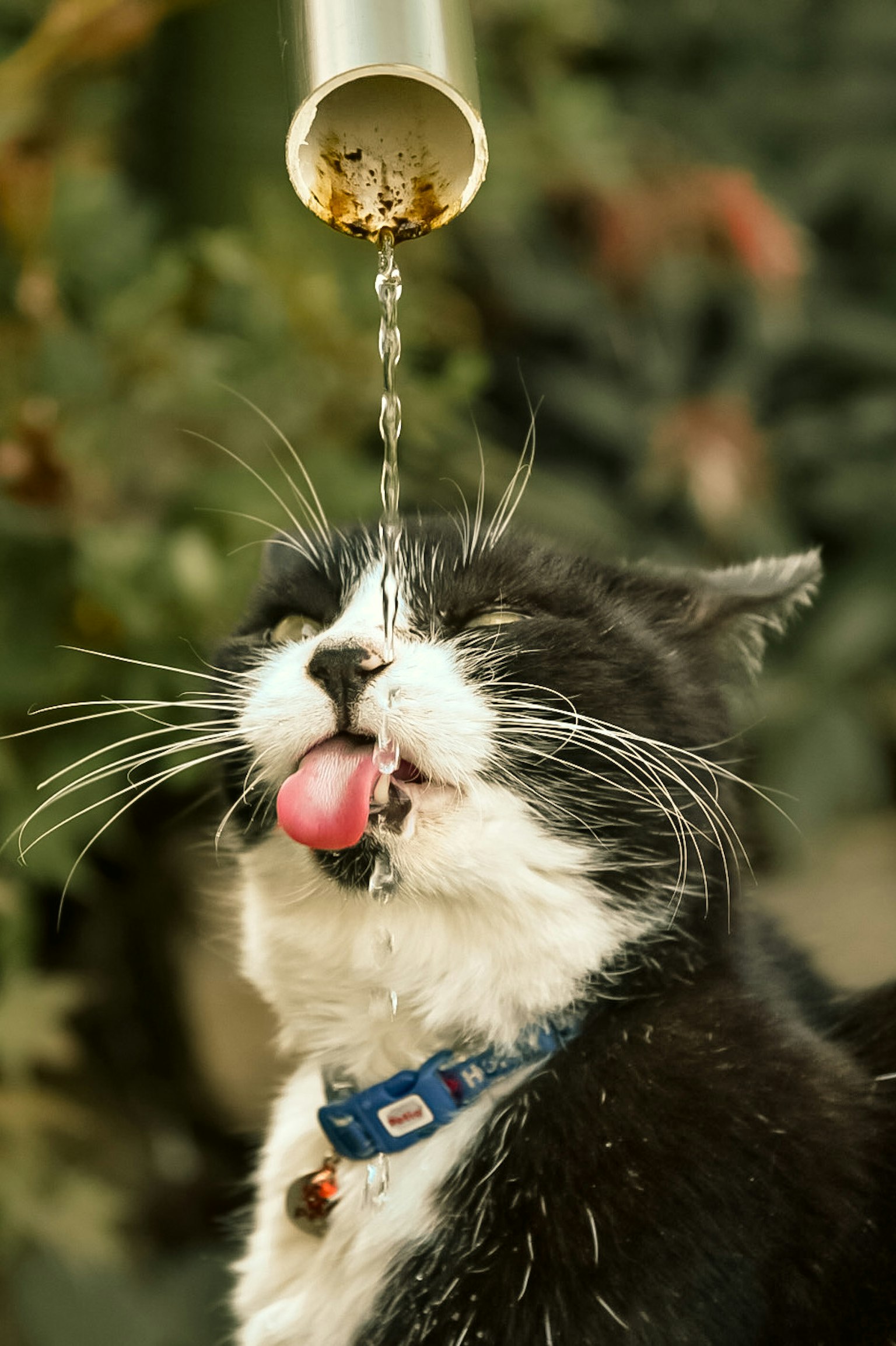 水を舐める黒白の猫が見える背景に緑の植物がある