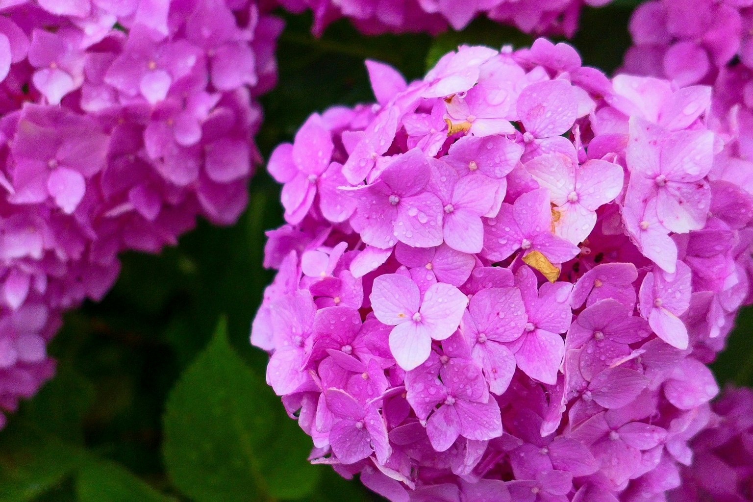 Flores de hortensia rosa vibrante agrupadas