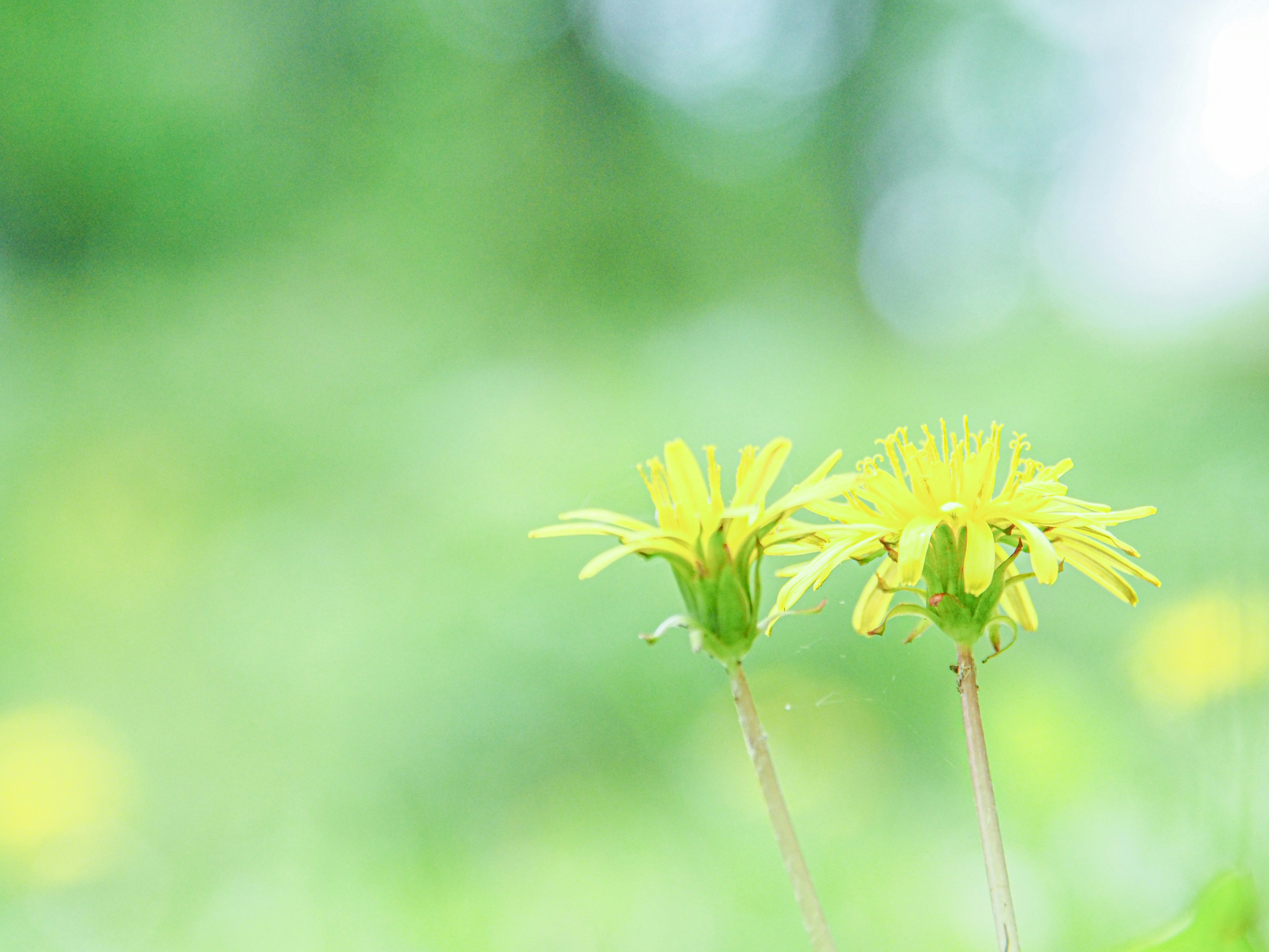たんぽぽの花が並ぶ野草の群生
