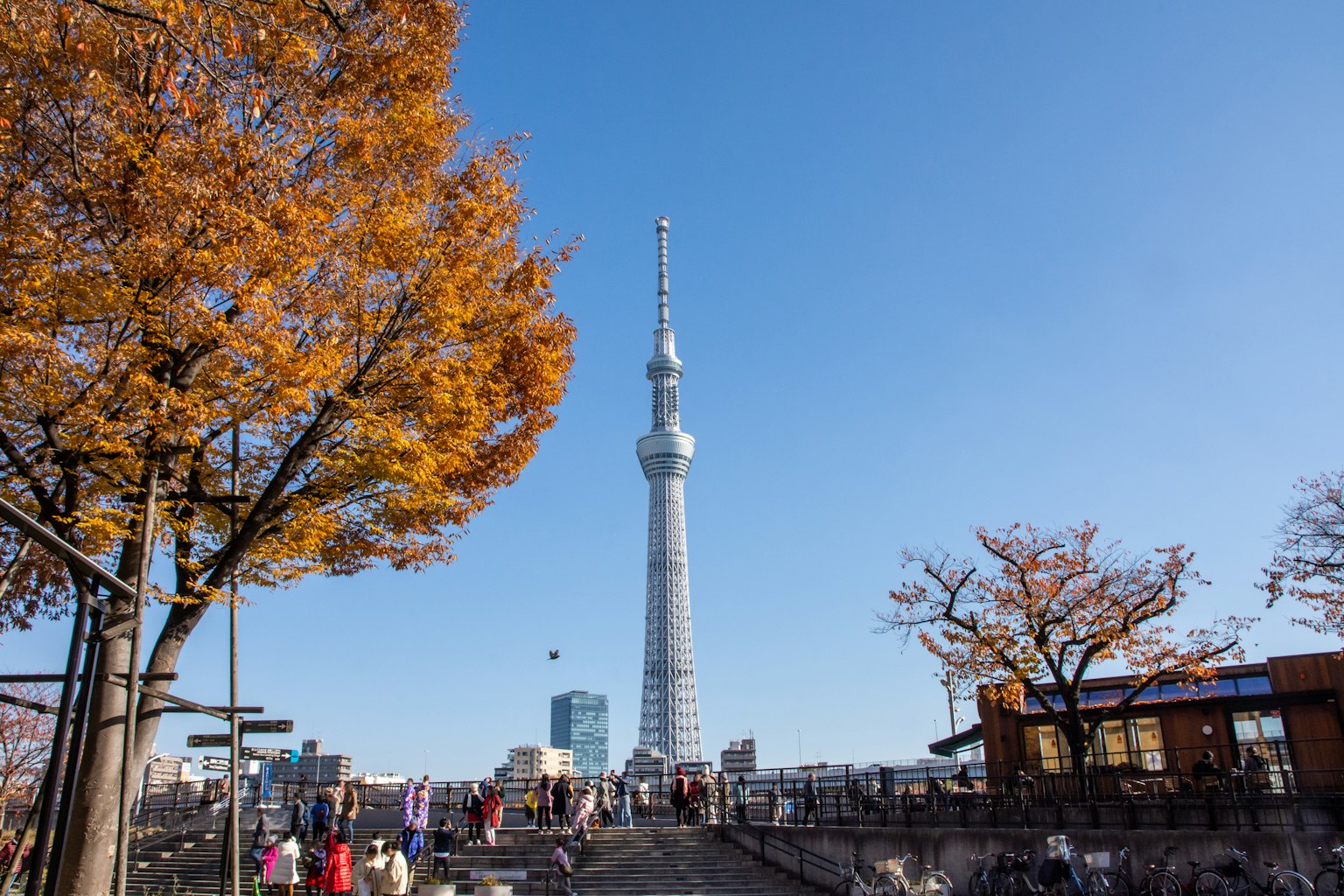 Tokyo Skytree với những cây mùa thu ở phía trước