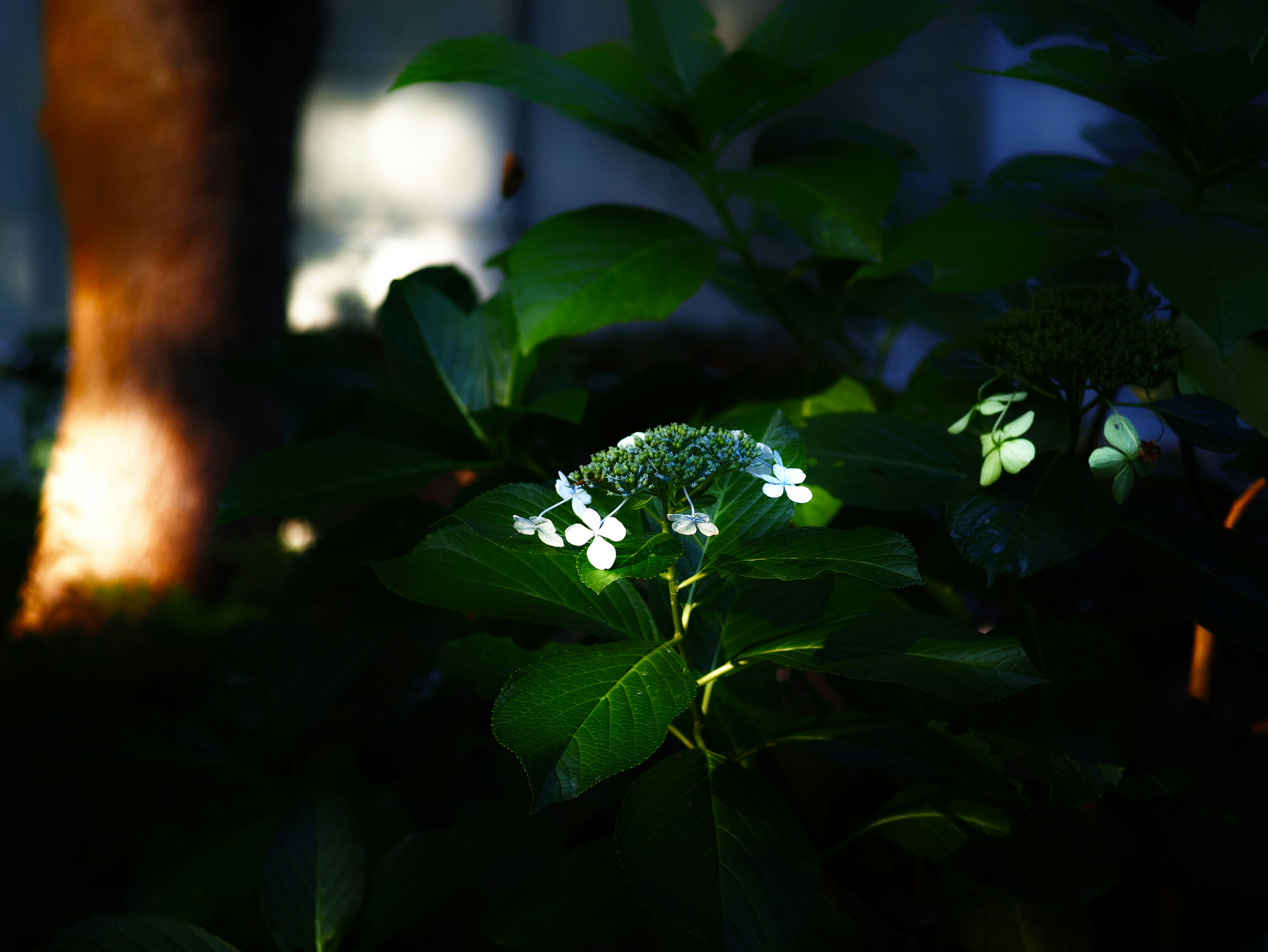 夜の庭で葉に咲く小さな花