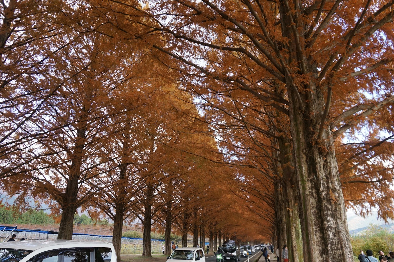 Photo of a tree-lined path with orange leaves along a road with parked cars