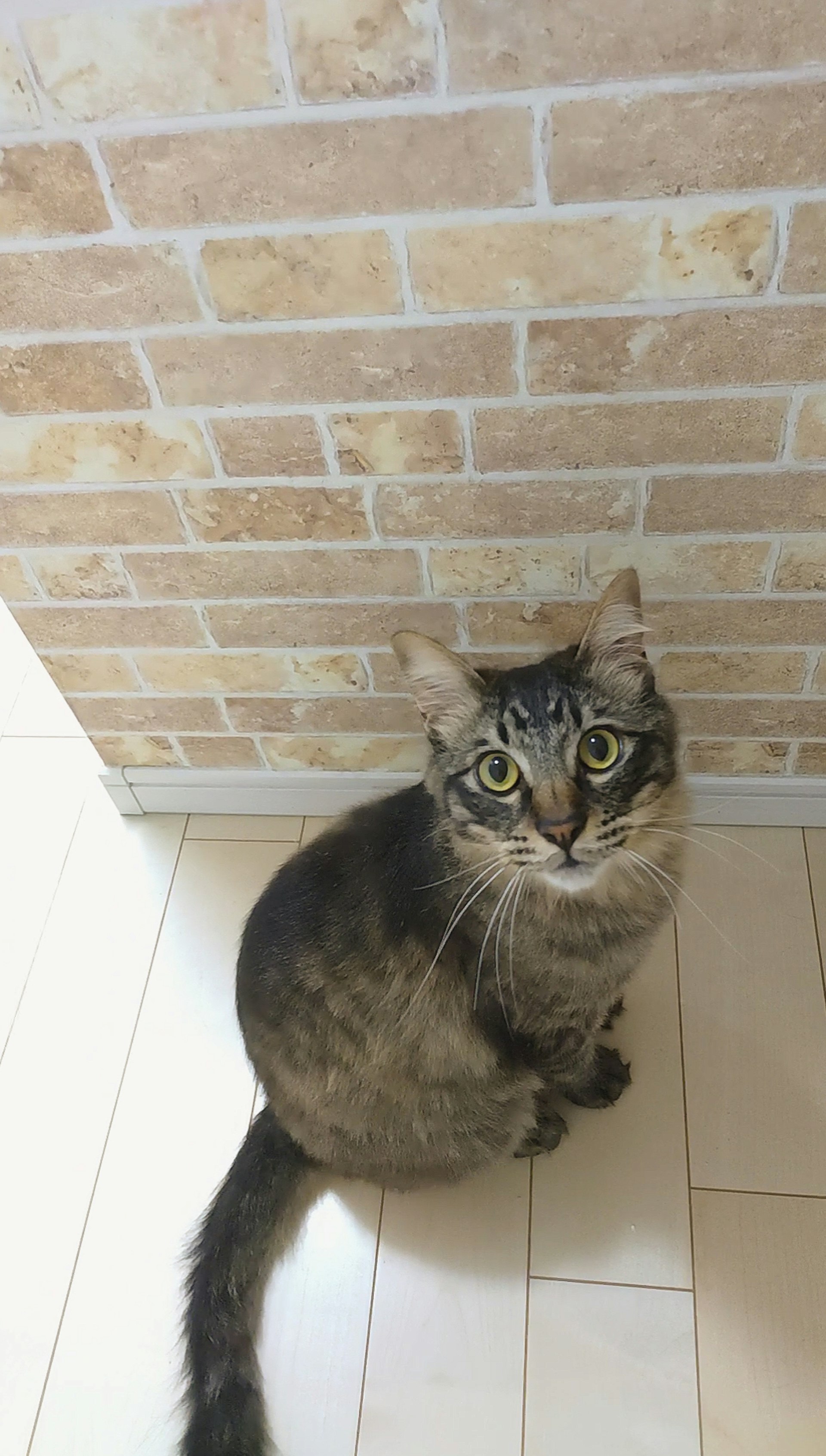 レンガ壁の前に座るグレーの飼い猫