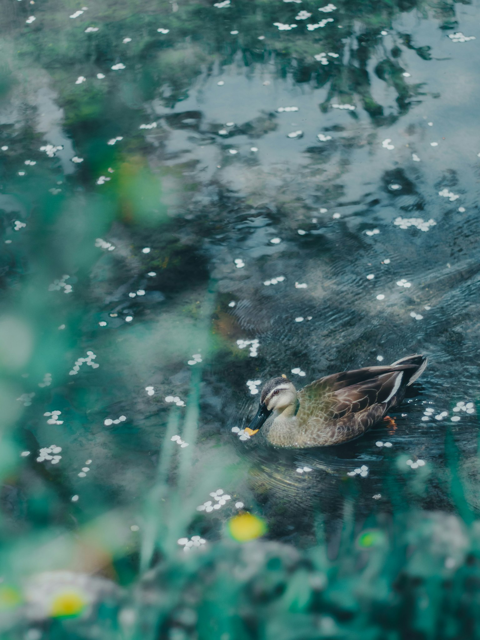Ente, die auf dem Wasser schwimmt, umgeben von verstreuten Blütenblättern