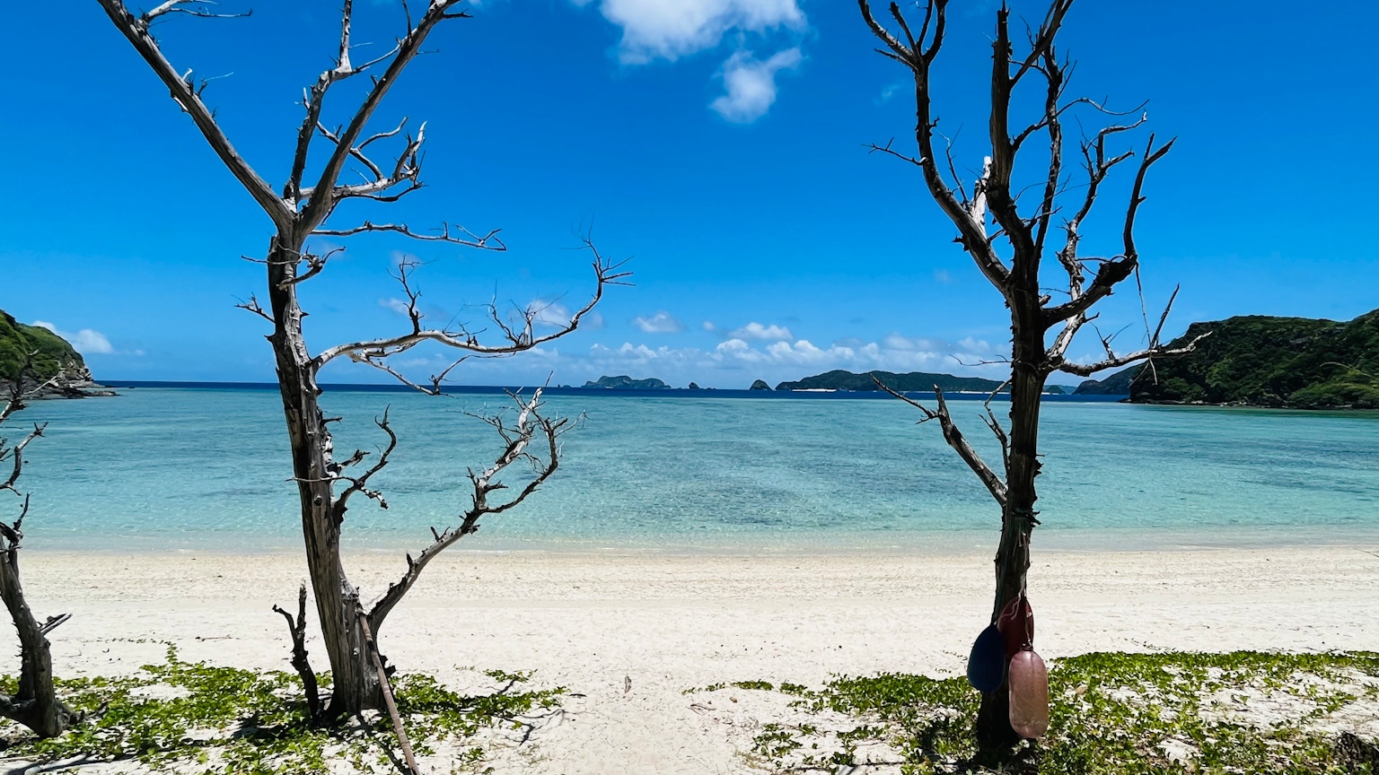 Spiaggia panoramica con alberi secchi sotto un cielo blu e un oceano chiaro