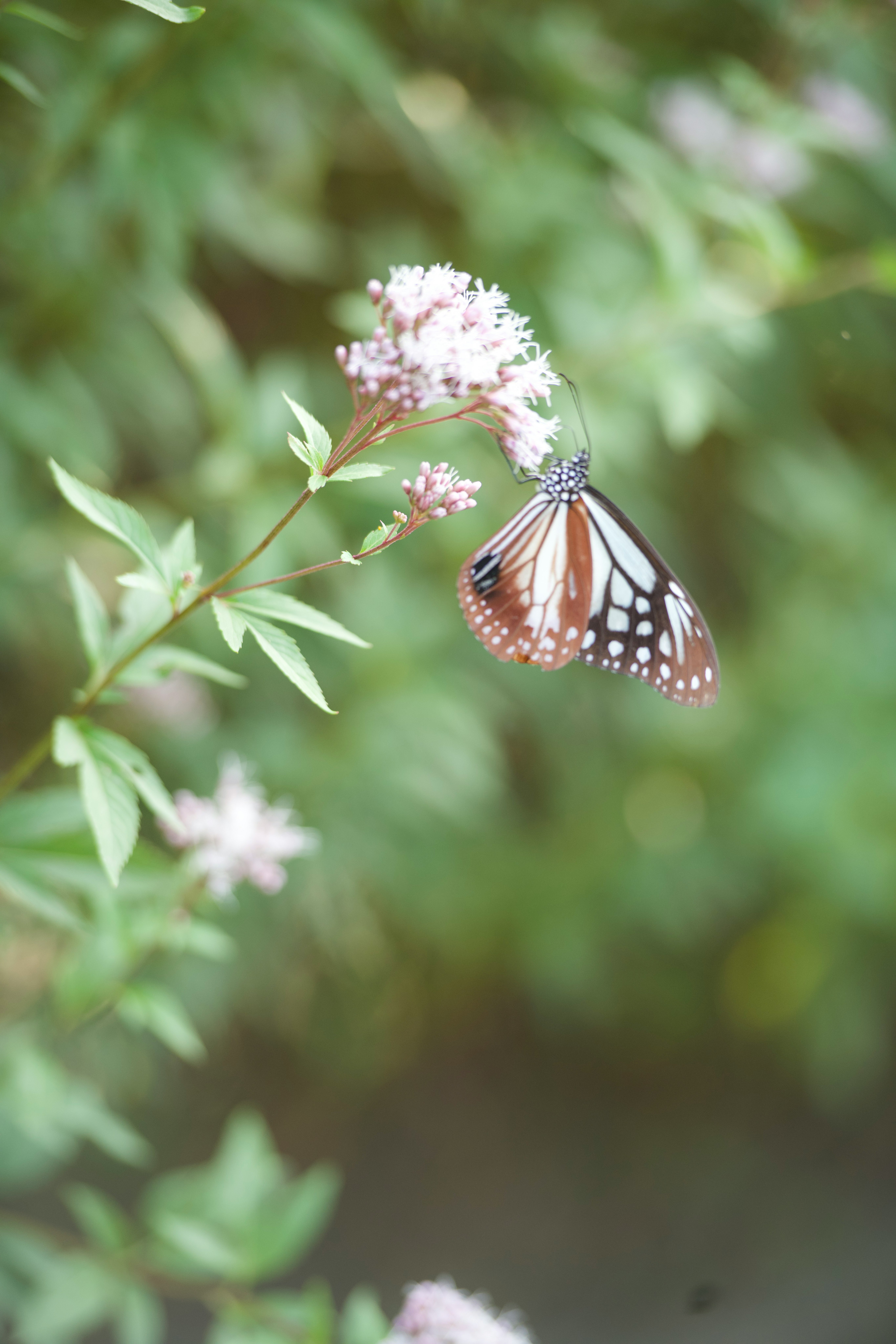 macro di una farfalla su una pianta in fiore
