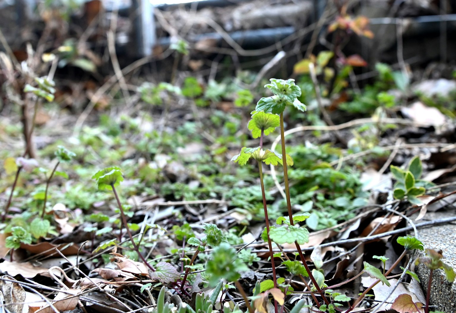 小綠植物在地面上枯葉中生長