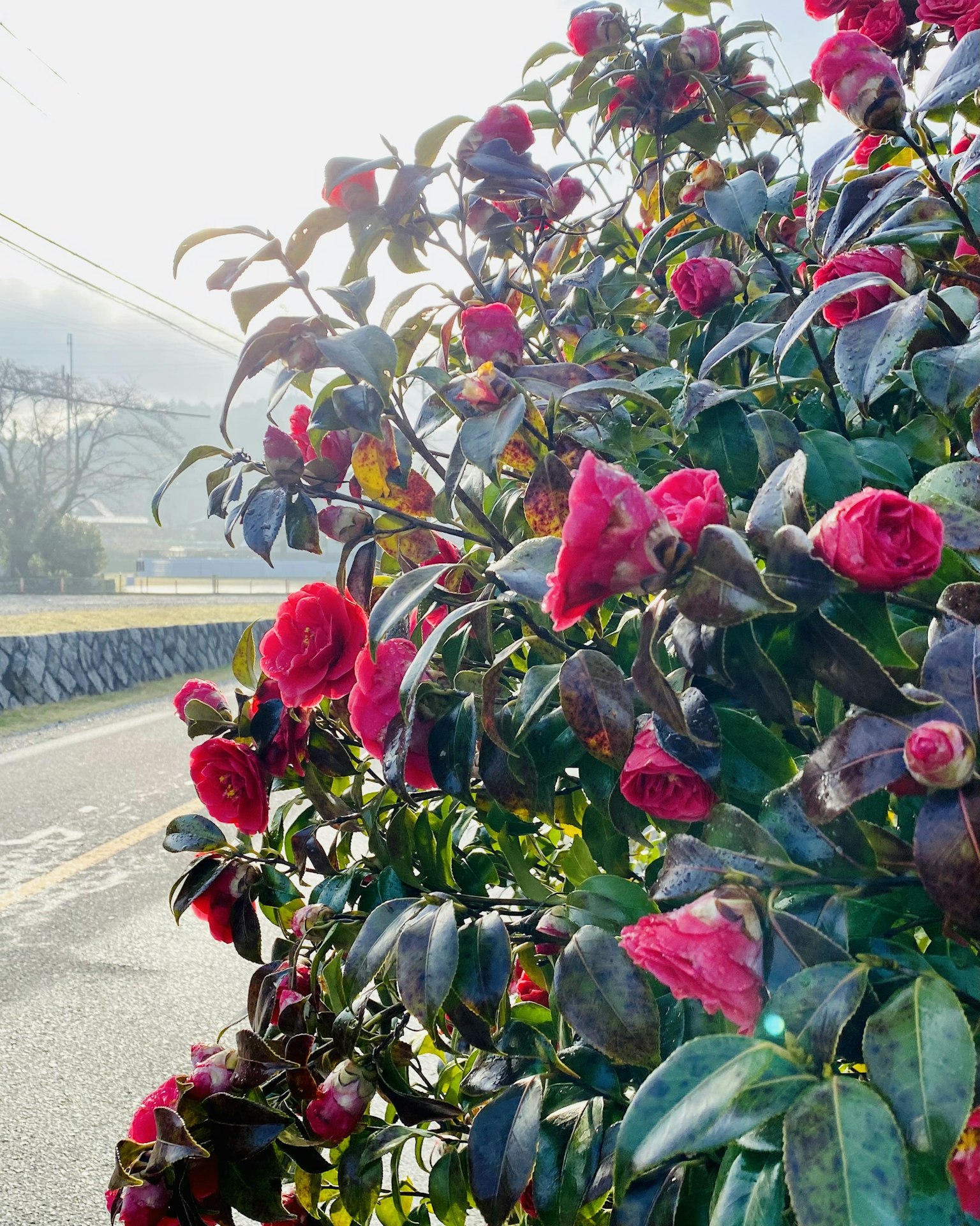 路邊灌木上盛開的鮮豔紅花和綠色葉子