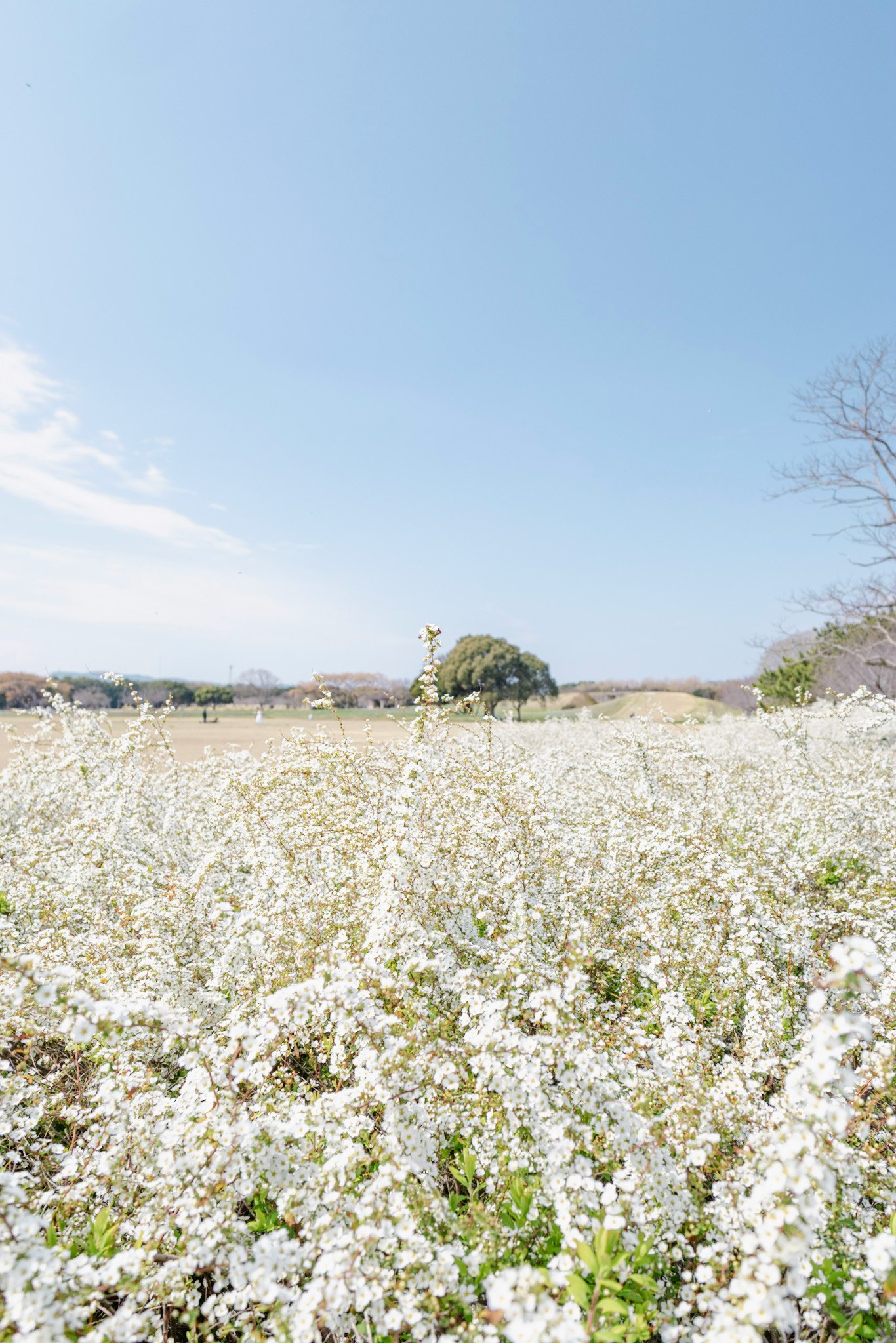 雪柳の花が広がる野原の風景