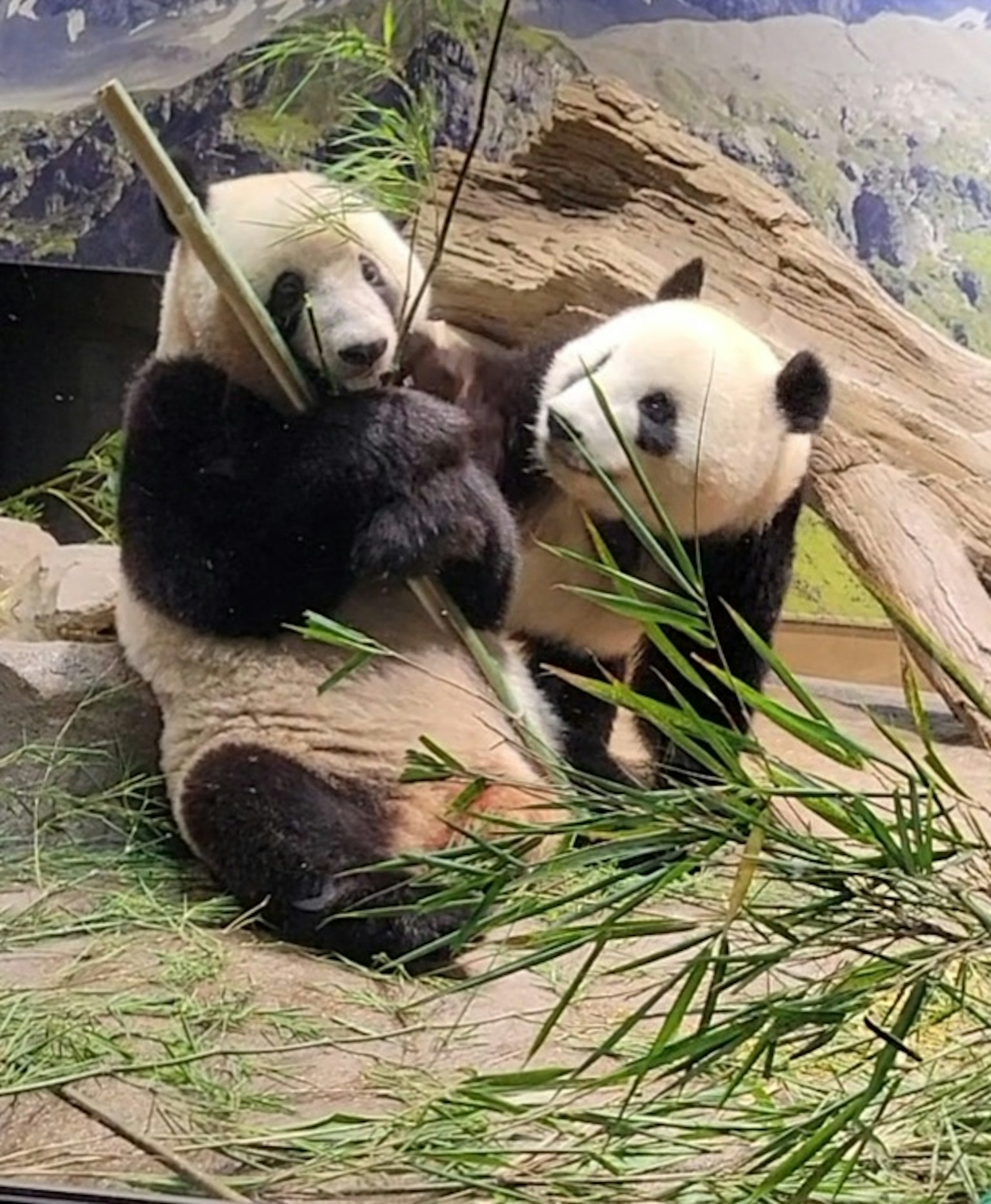 两只熊猫在自然环境中吃竹子