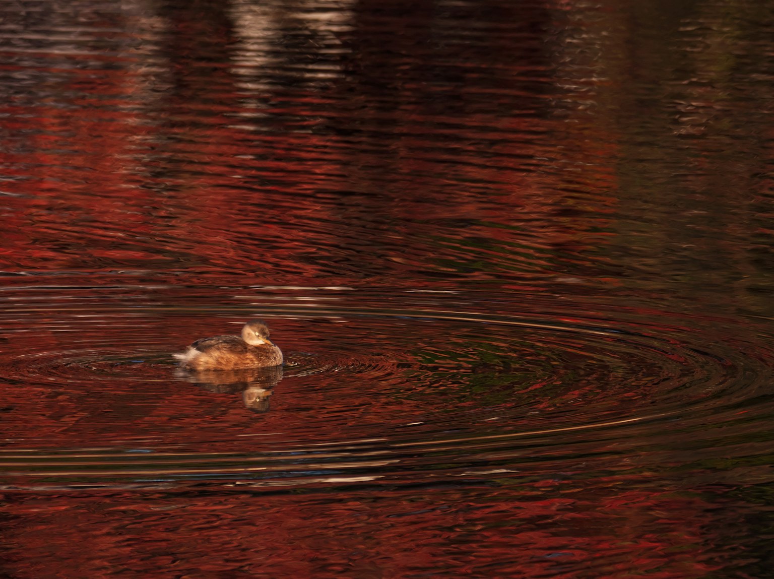 Duck floating on water reflecting red foliage