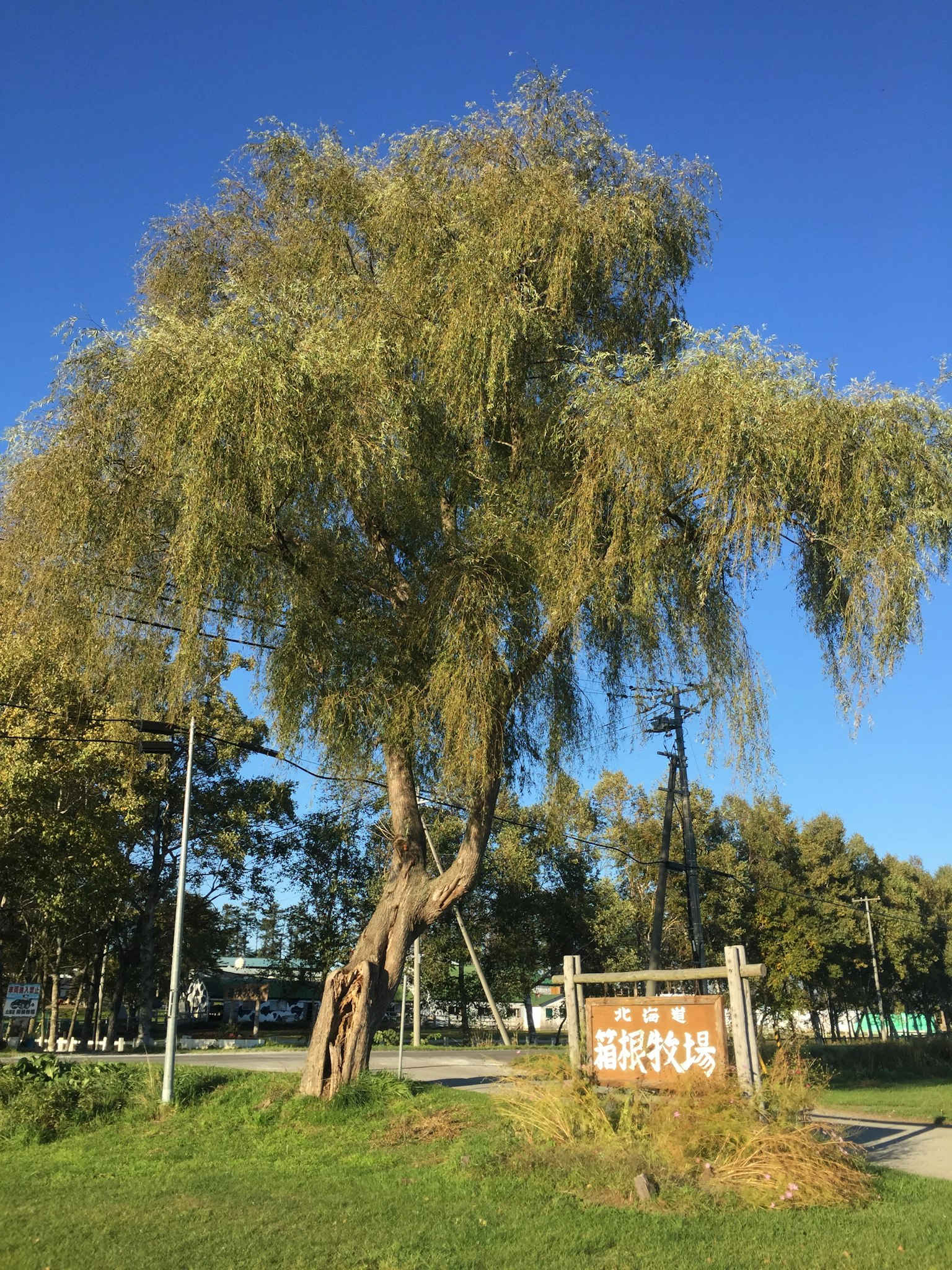 Ein graziler Weidenbaum unter einem blauen Himmel mit einem nahegelegenen Schild